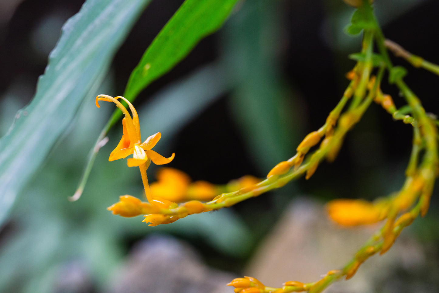 10 DANCING GIRL GINGER Globba Schomburgkii Yellow Fairy Ginger Houseplant Shade Flower Seeds