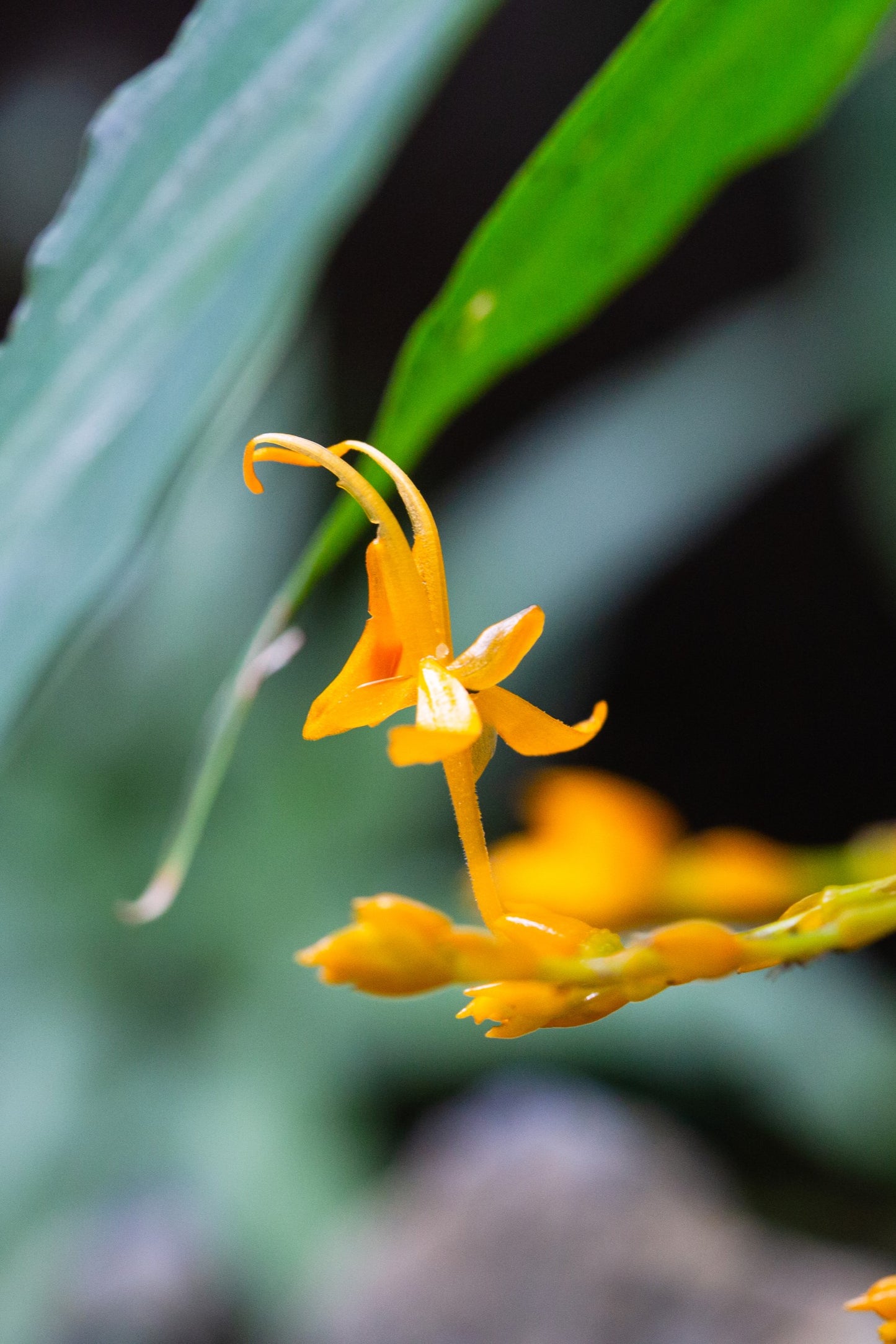 10 DANCING GIRL GINGER Globba Schomburgkii Yellow Fairy Ginger Houseplant Shade Flower Seeds