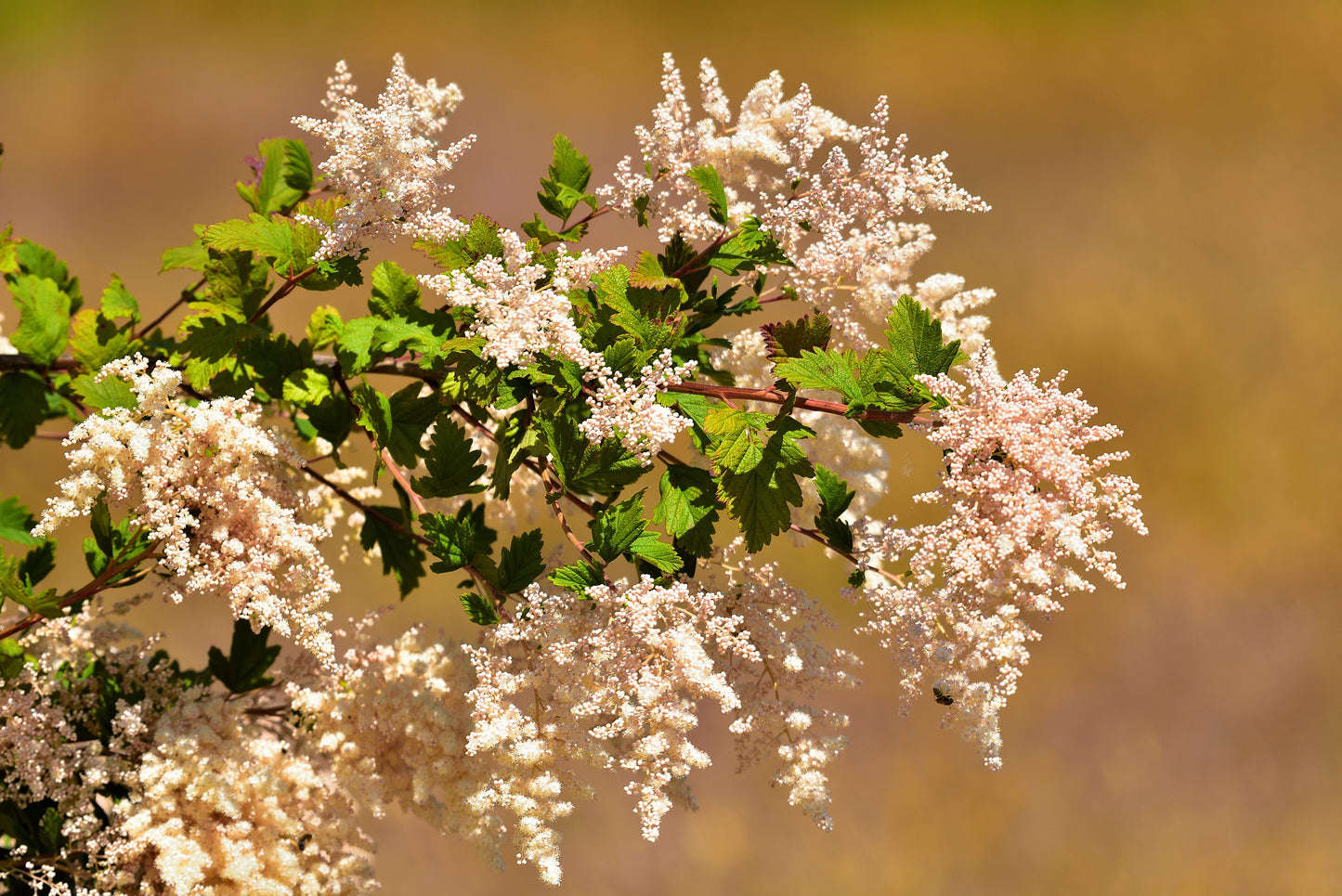 100 White OCEANSPRAY Shrub Creambush Mountain Spray Holodiscus Flower Seeds