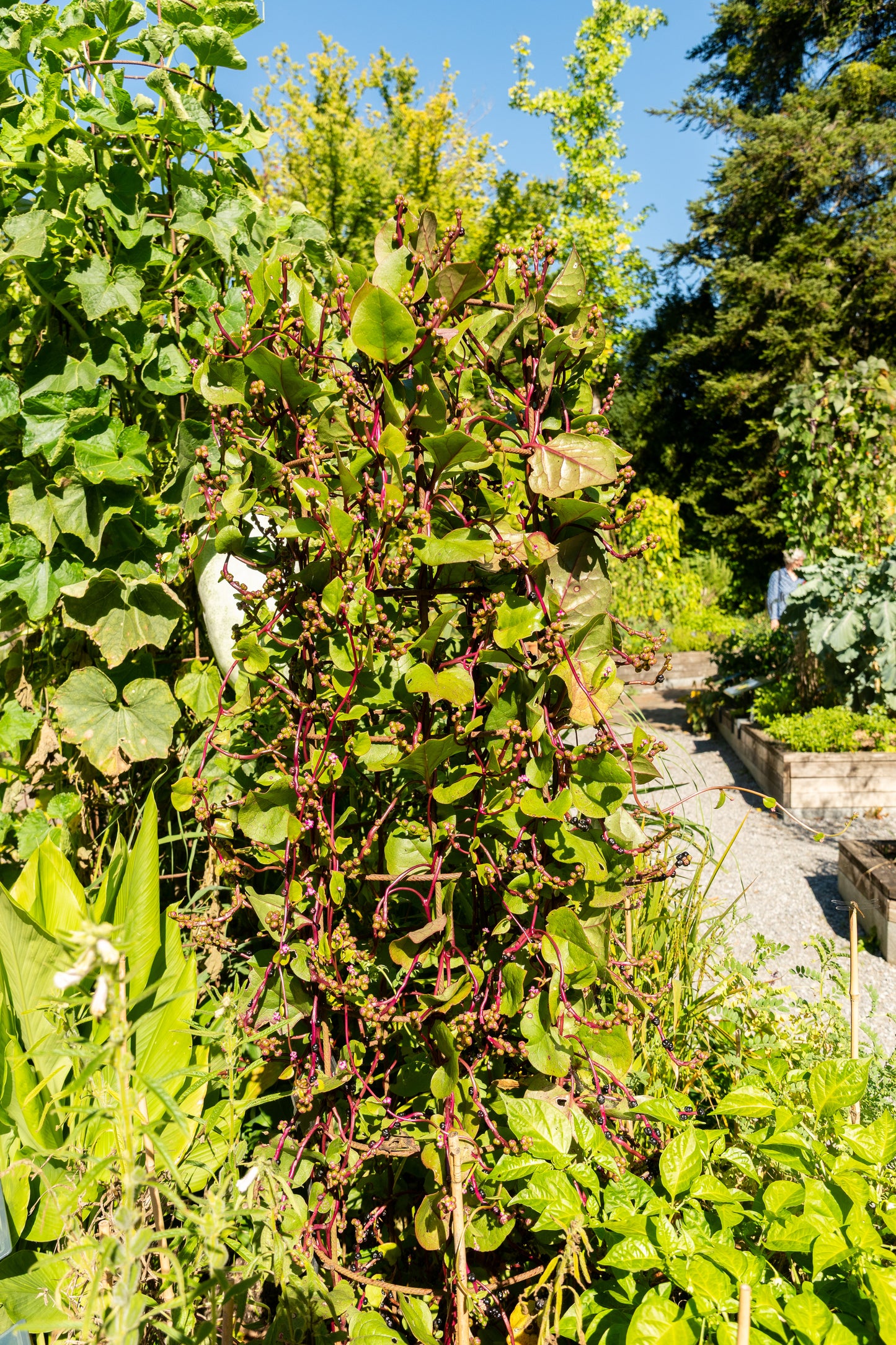 50 RED Stem MALABAR SPINACH Red Vine Ceylon Basella Alba Rubra Vegetable Seeds