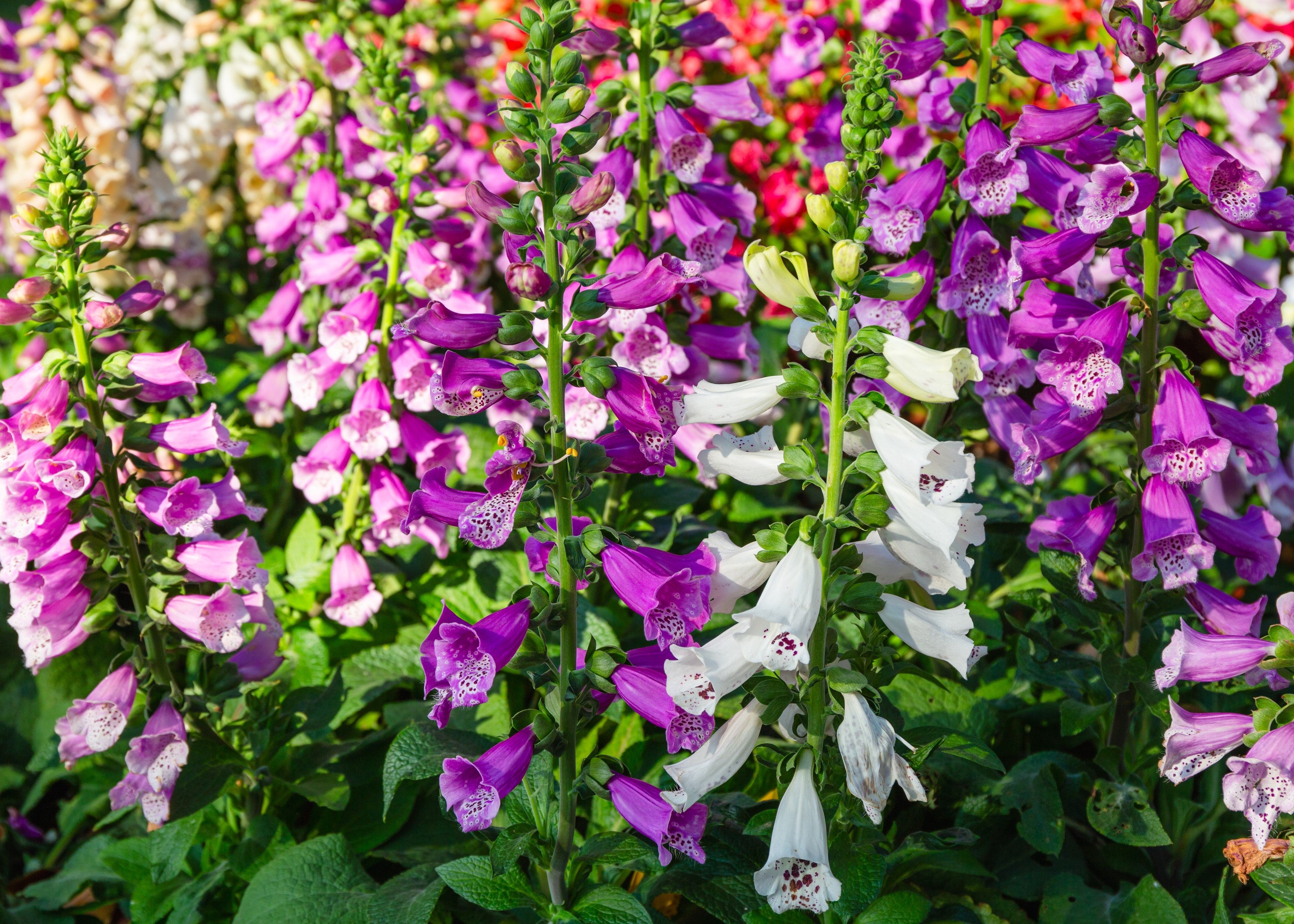Seedville Foxglove Excelsior - Thumbnail 3