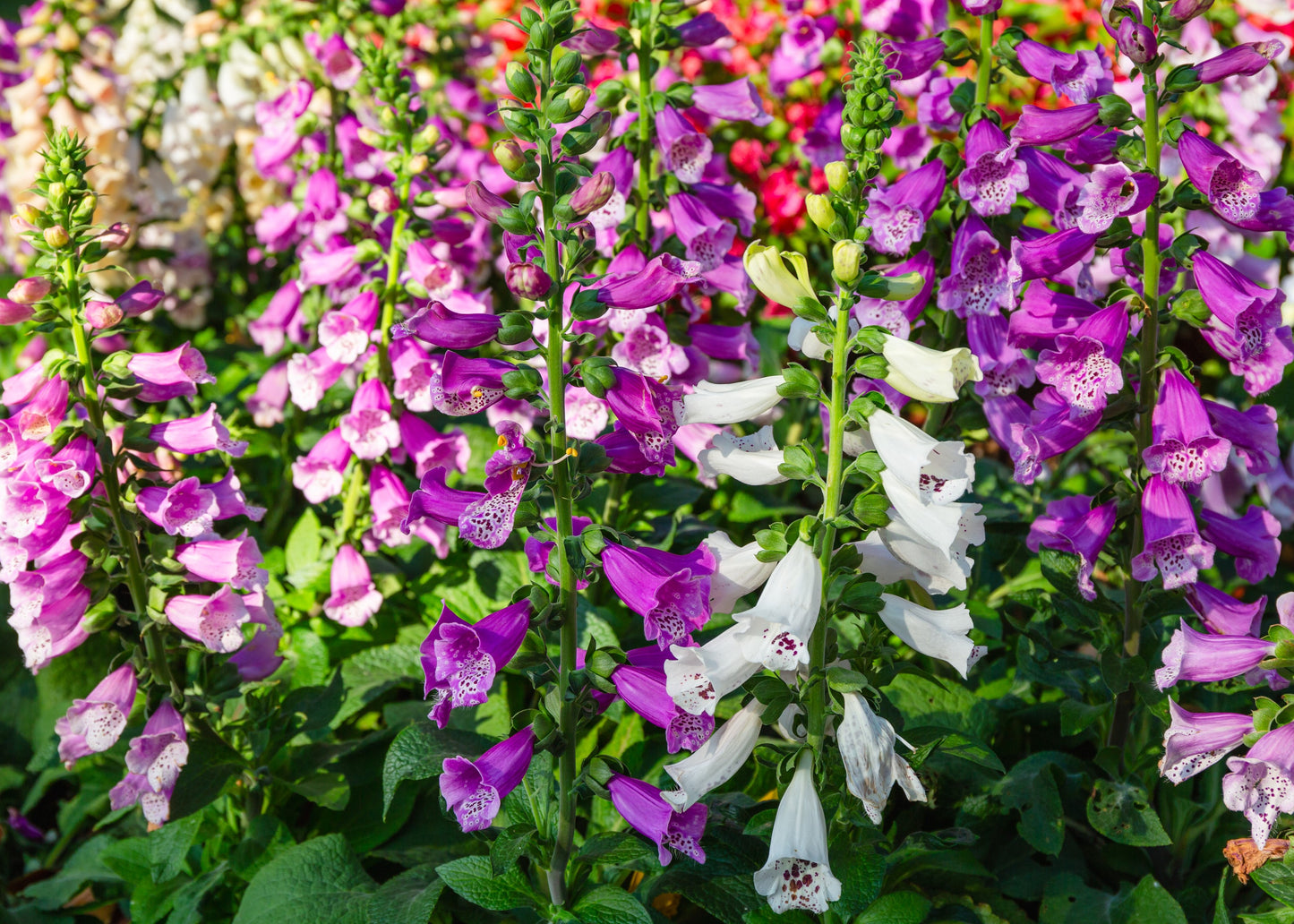 1000 FOXGLOVE EXCELSIOR MIX Digitalis Purpurea Mixed Colors Shade Flower Seeds