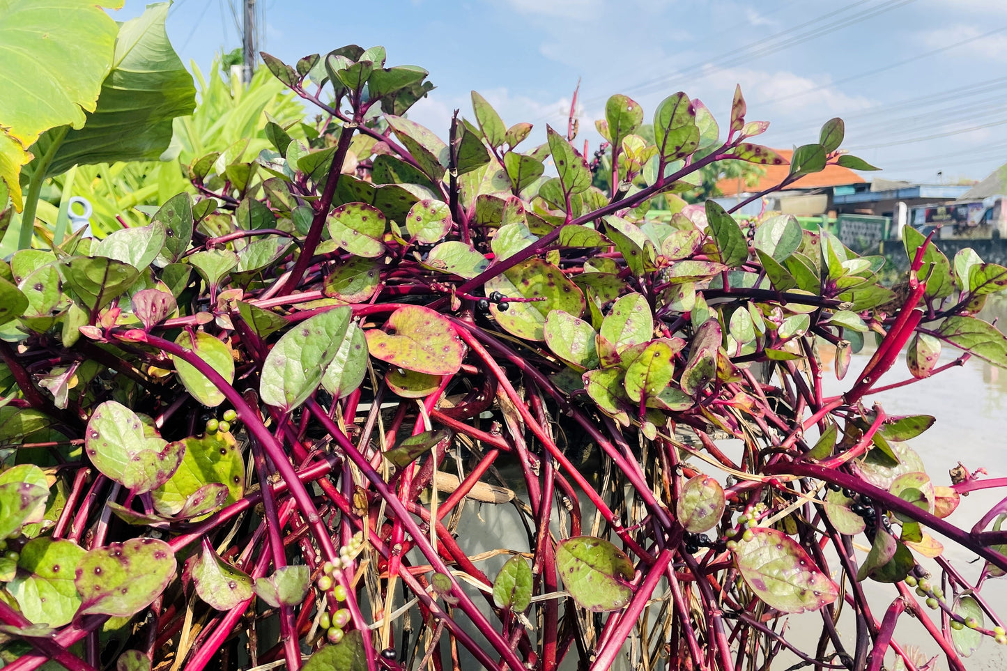 50 RED Stem MALABAR SPINACH Red Vine Ceylon Basella Alba Rubra Vegetable Seeds