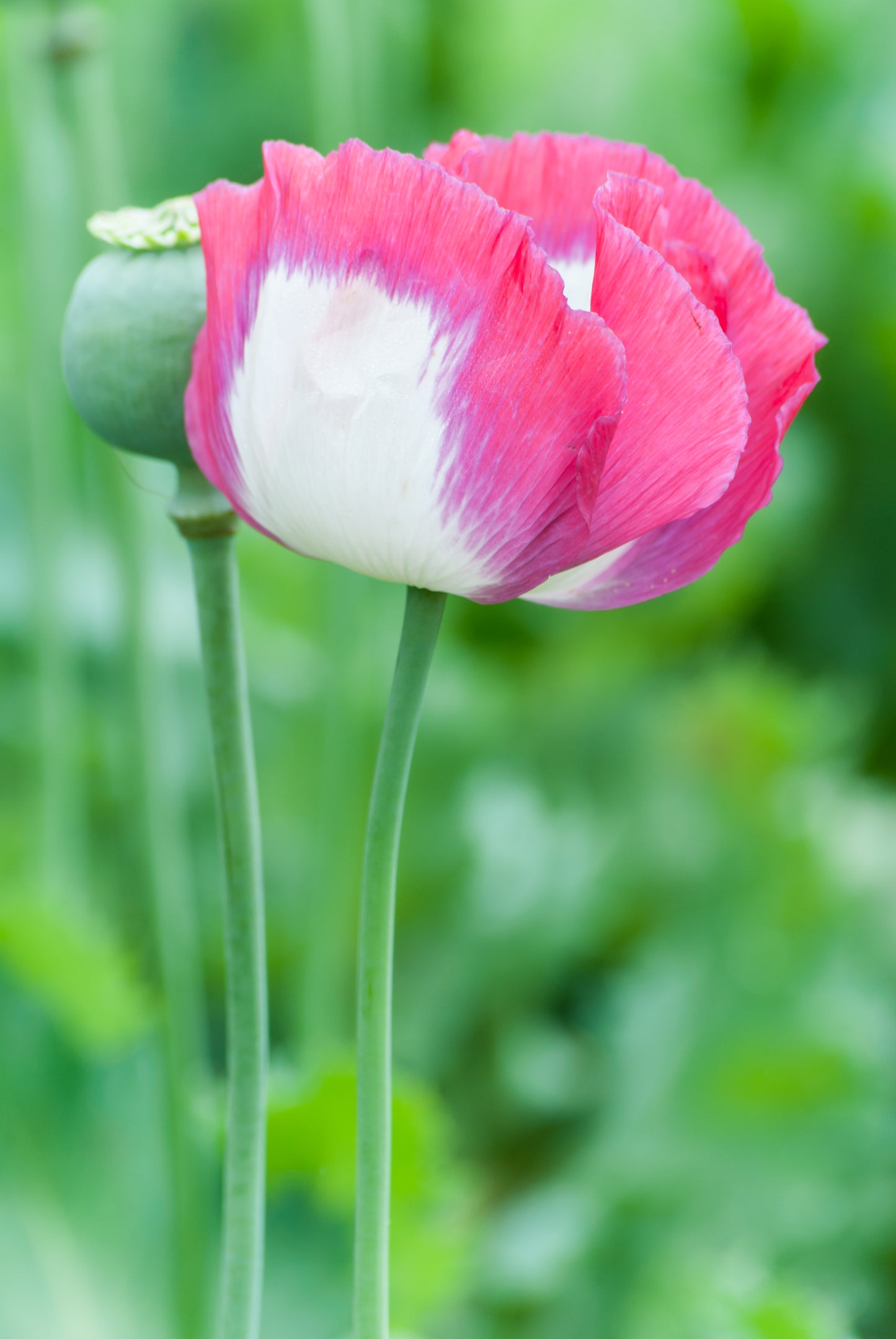 200 Organic AMPHORA POPPY Pink & White Papaver Somniferum Flower Seeds