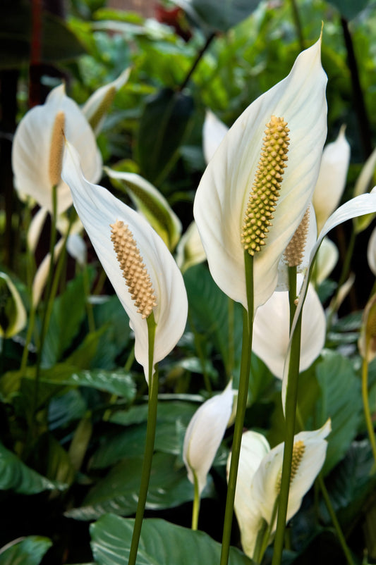 10 PEACE LILY Spathiphyllum Wallisii Houseplant White Sails / Spathe Flower Seeds