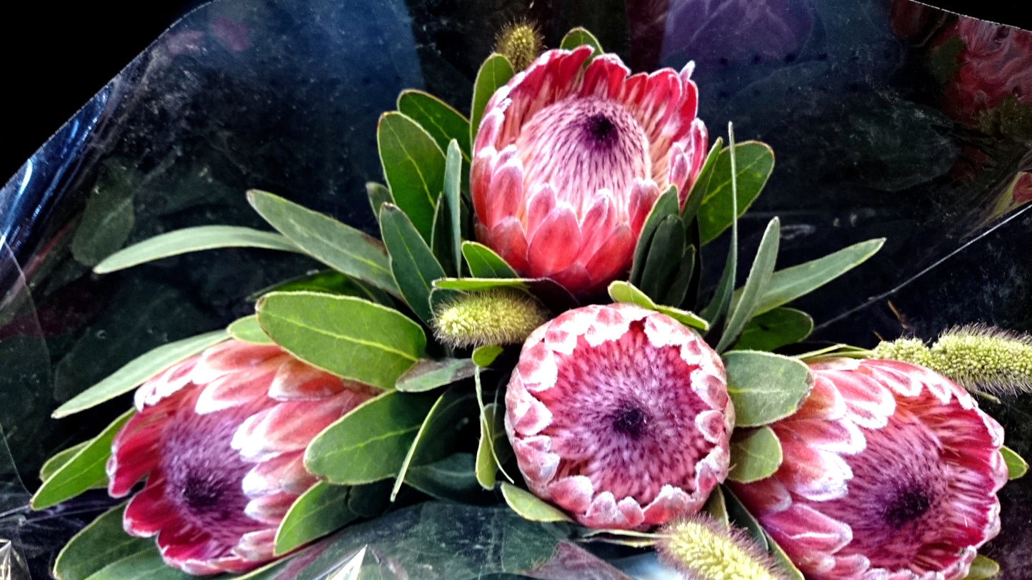 5 QUEEN PROTEA Magnifica Sugarbush Rare 8" Flower Seeds