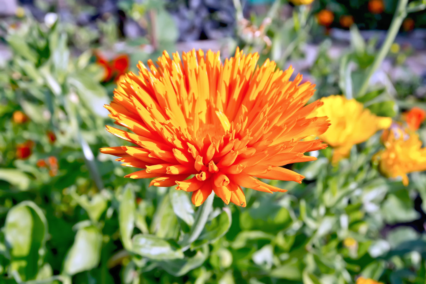 50 RADIO ENGLISH MARIGOLD Calendula Officinalis Orange & Yellow Pot Flower Seeds