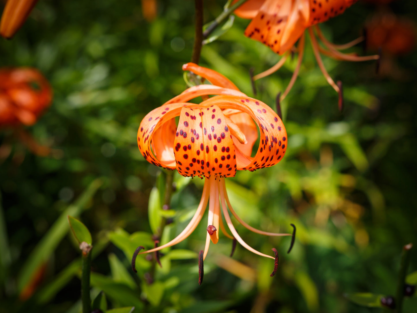 20 Orange TURKS CAP Tiger LILY Lilium Superbum Heirloom Native Perennial Flower Seeds