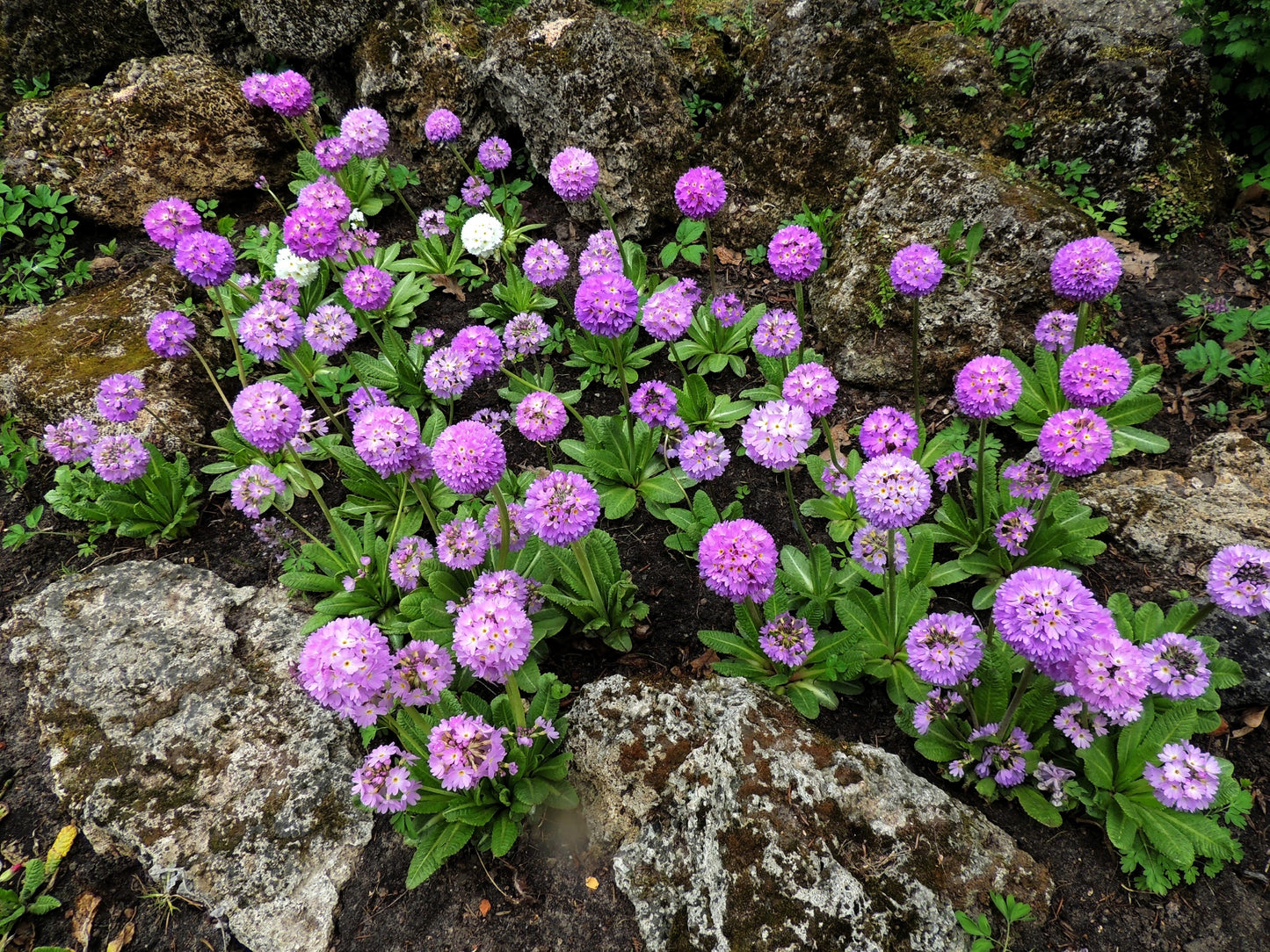 30 DRUMSTICK PRIMROSE MIX Primula Denticulata Mixed Colors Himalayan Moist Flower Seeds