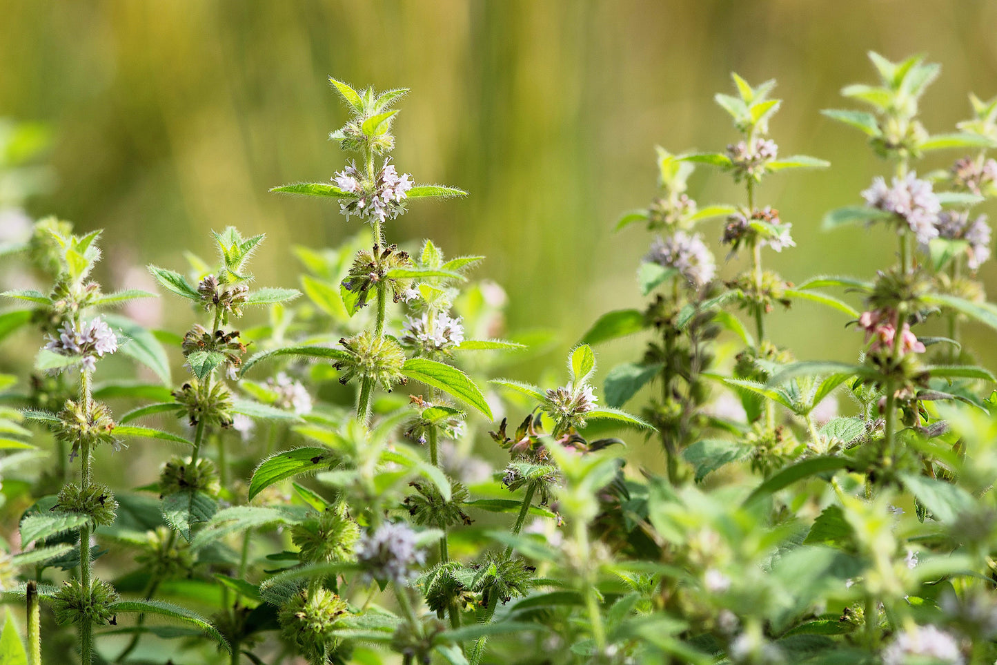 50 WHITE WOOD MINT Mentha Arvensis Wild Field Herb Flower Seeds