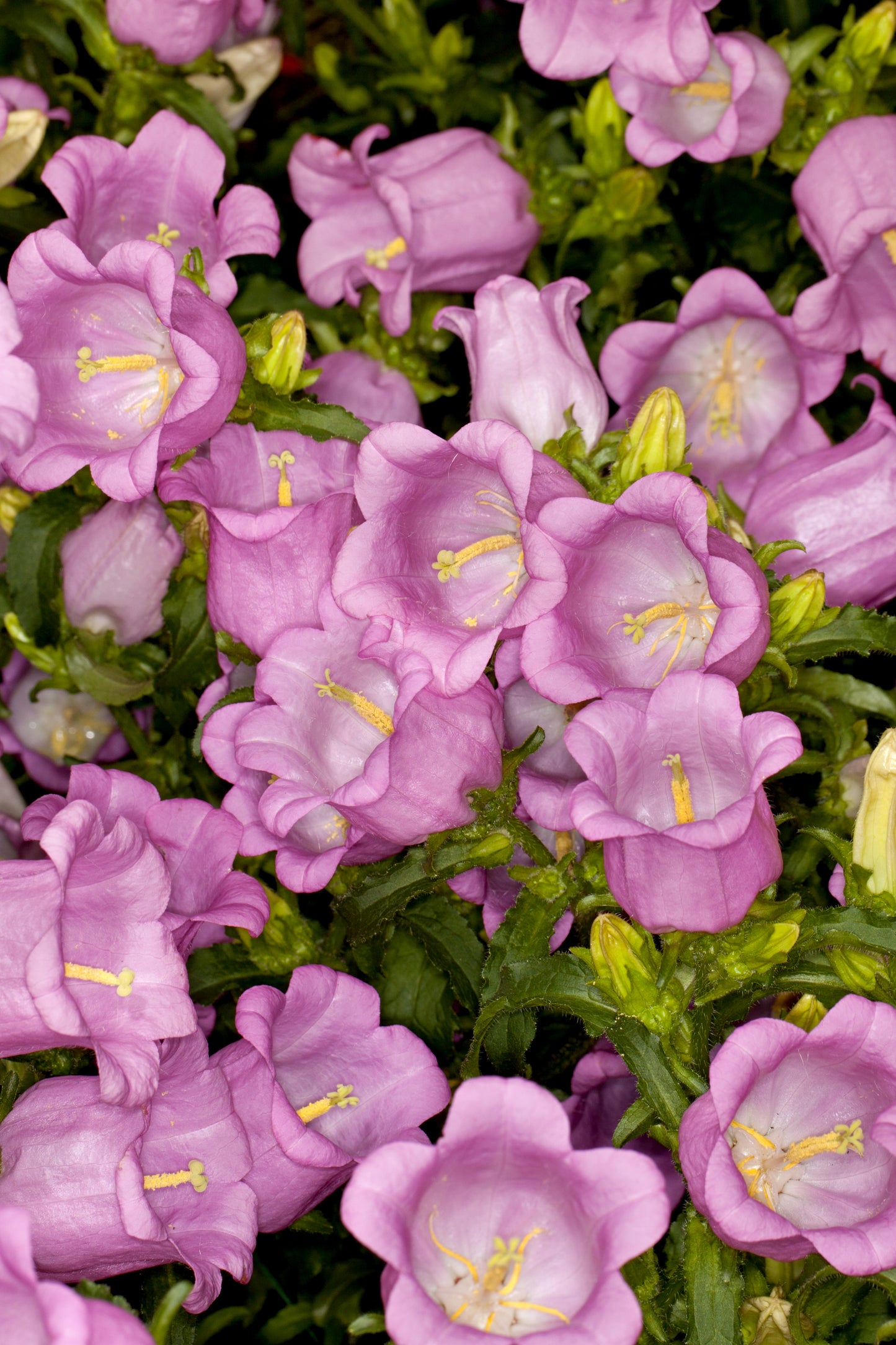 150 Mixed Colors CUP & SAUCER (Canterbury Bells) Campanula Medium Flower Seeds