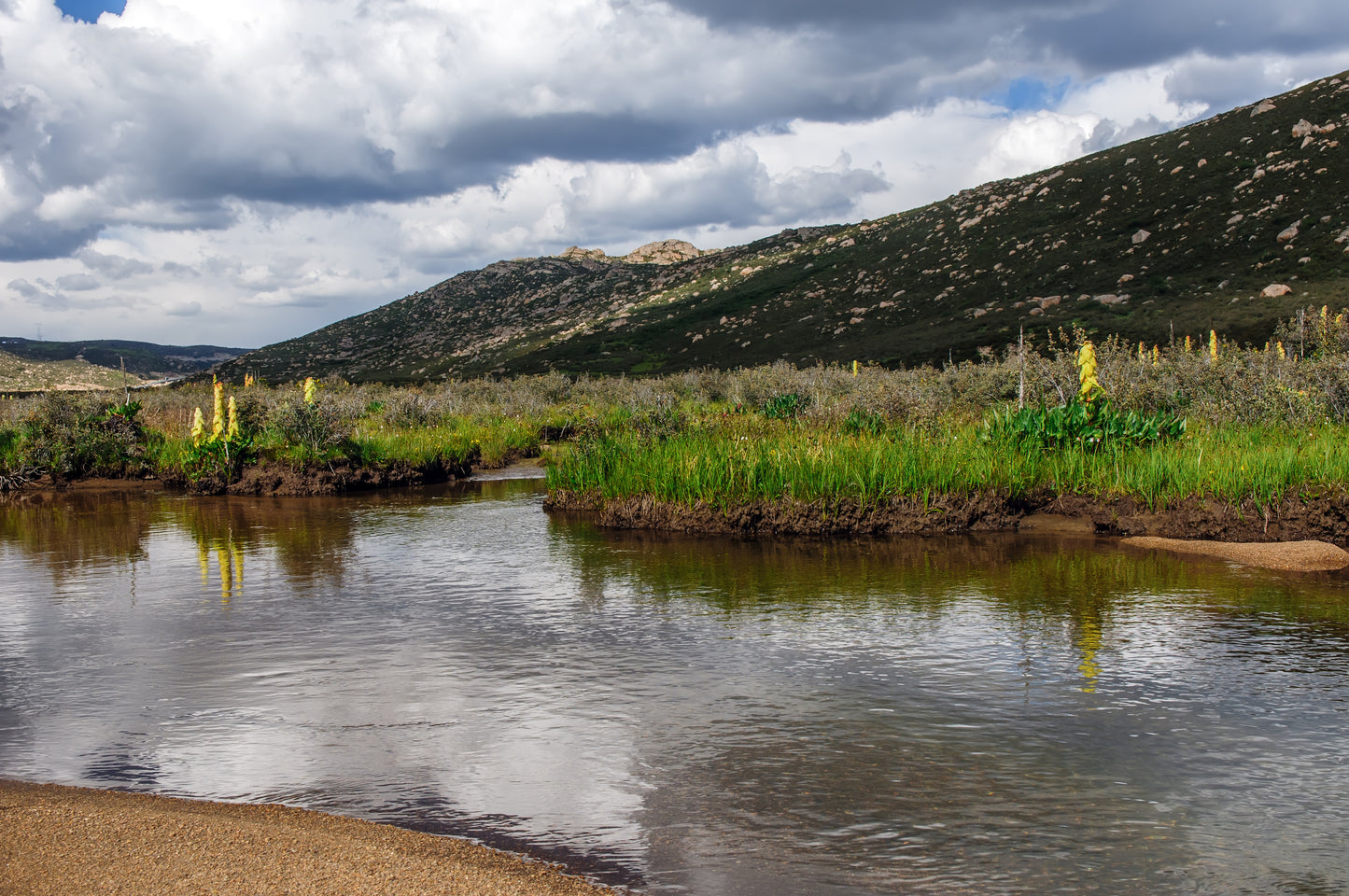 5 NOBLE RHUBARB Rheum Nobile Ornamental Sikkim Himalayan Glasshouse Plant Seeds