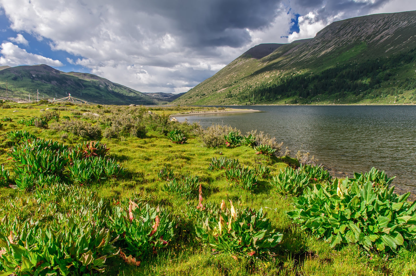 5 NOBLE RHUBARB Rheum Nobile Ornamental Sikkim Himalayan Glasshouse Plant Seeds