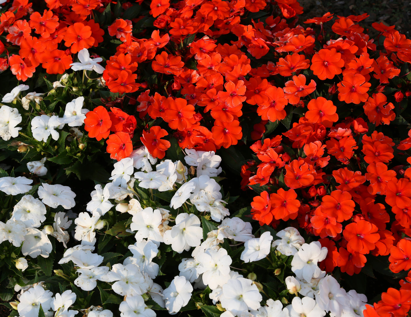 50 DWARF RED IMPATIENS Scarlet Walleriana Sun or Full Shade Flower Seeds