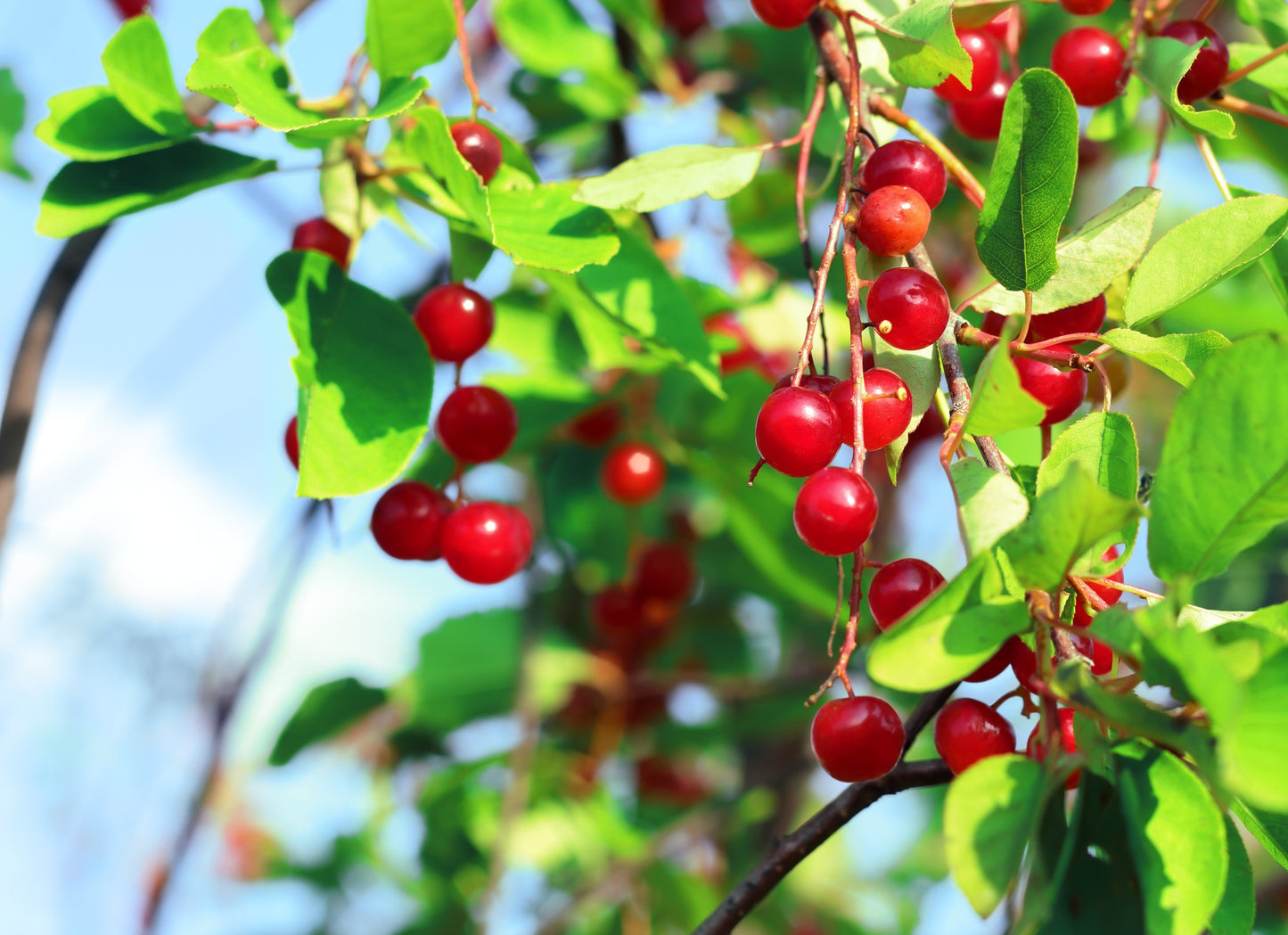 10 Black CHOKECHERRY Prunus Virginiana Native Fruit Shrub Tree Seeds