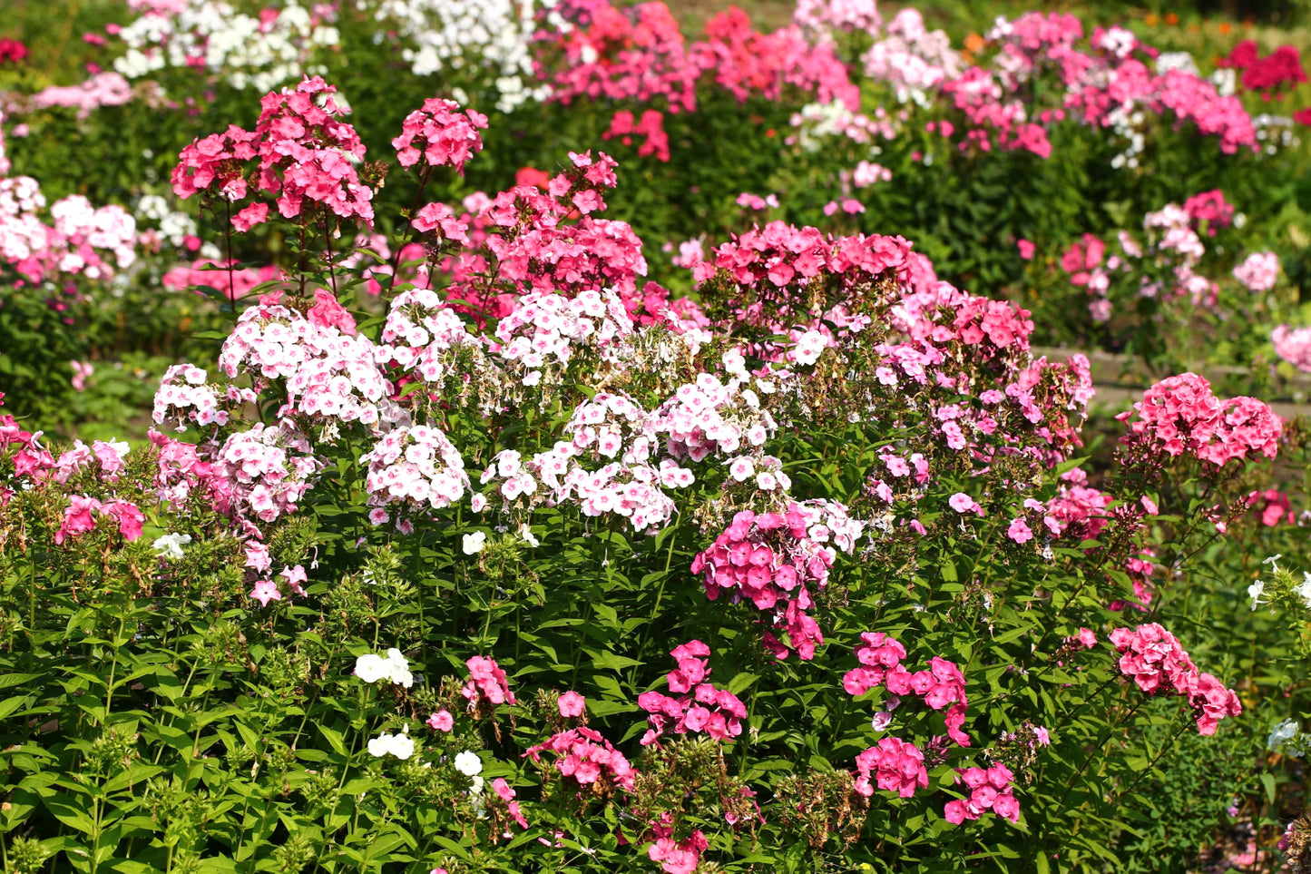 100 PHLOX OF SHEEP Pastel Mix Phlox Drummondii Multicolor Flower Seeds