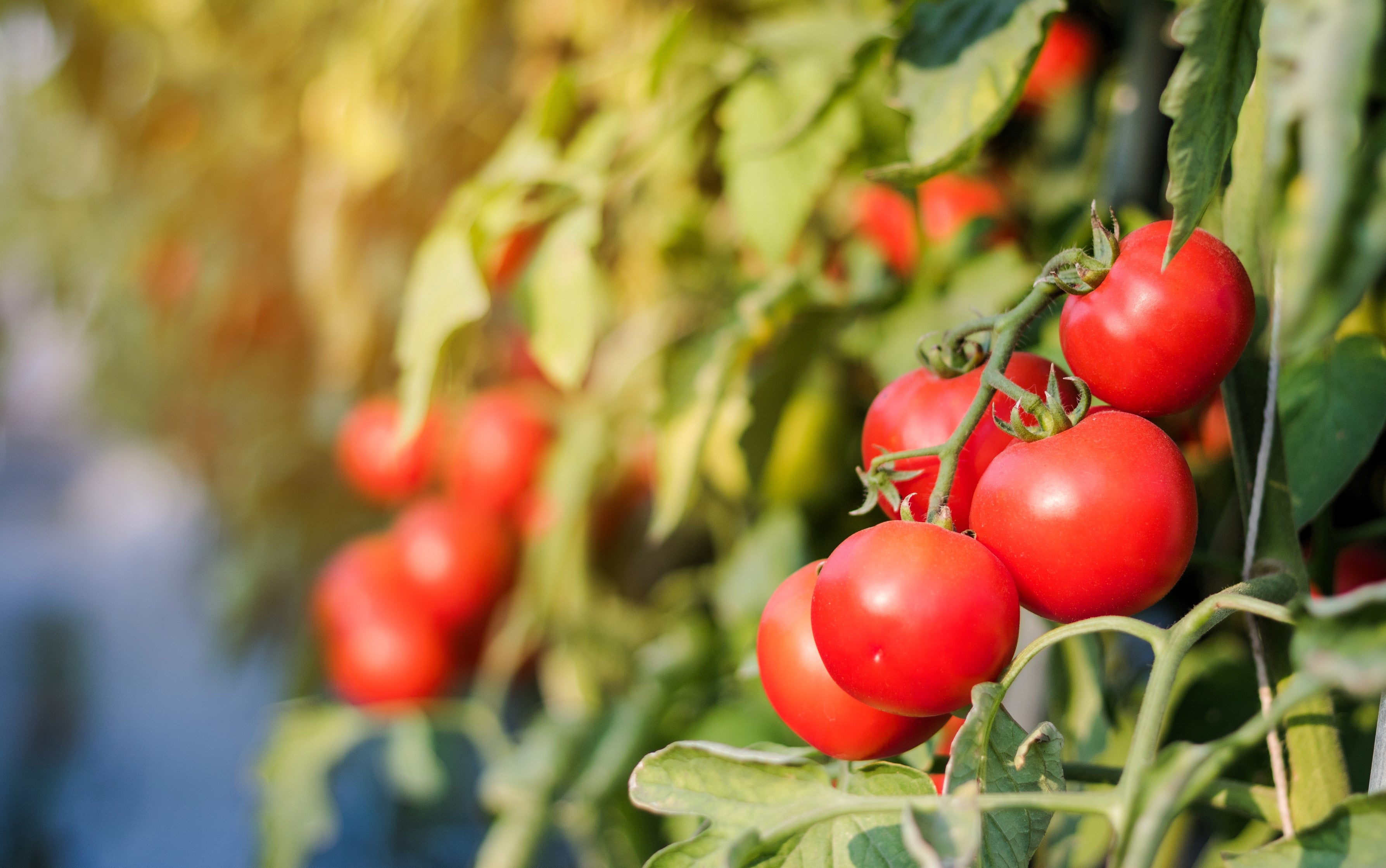 40 ITALIAN TREE TOMATO 'Trip L Crop' Lycopersicon Red Fruit