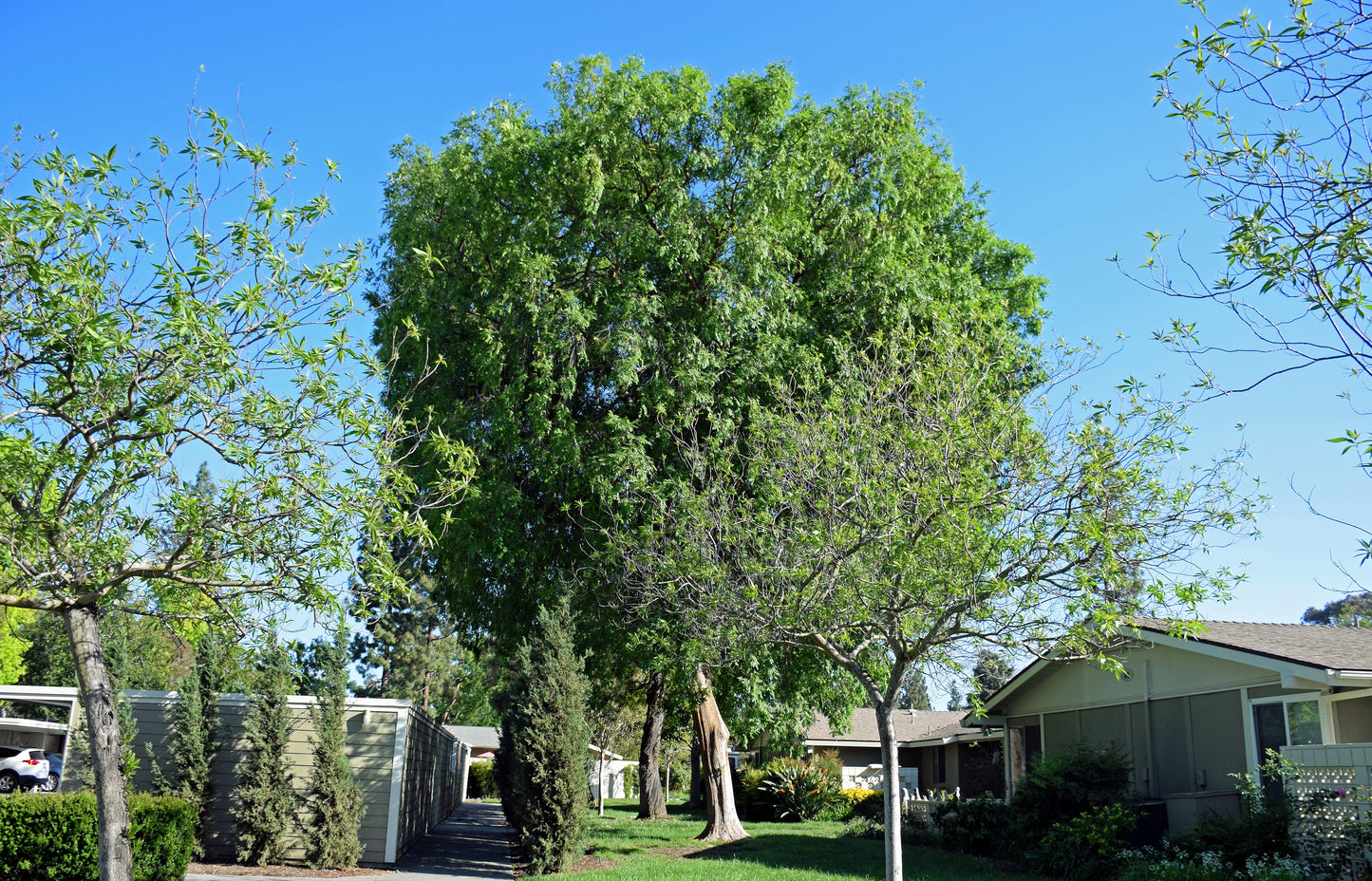 50 CHINESE ELM TREE (Lacebark) Ulmus Parvifolia Seeds