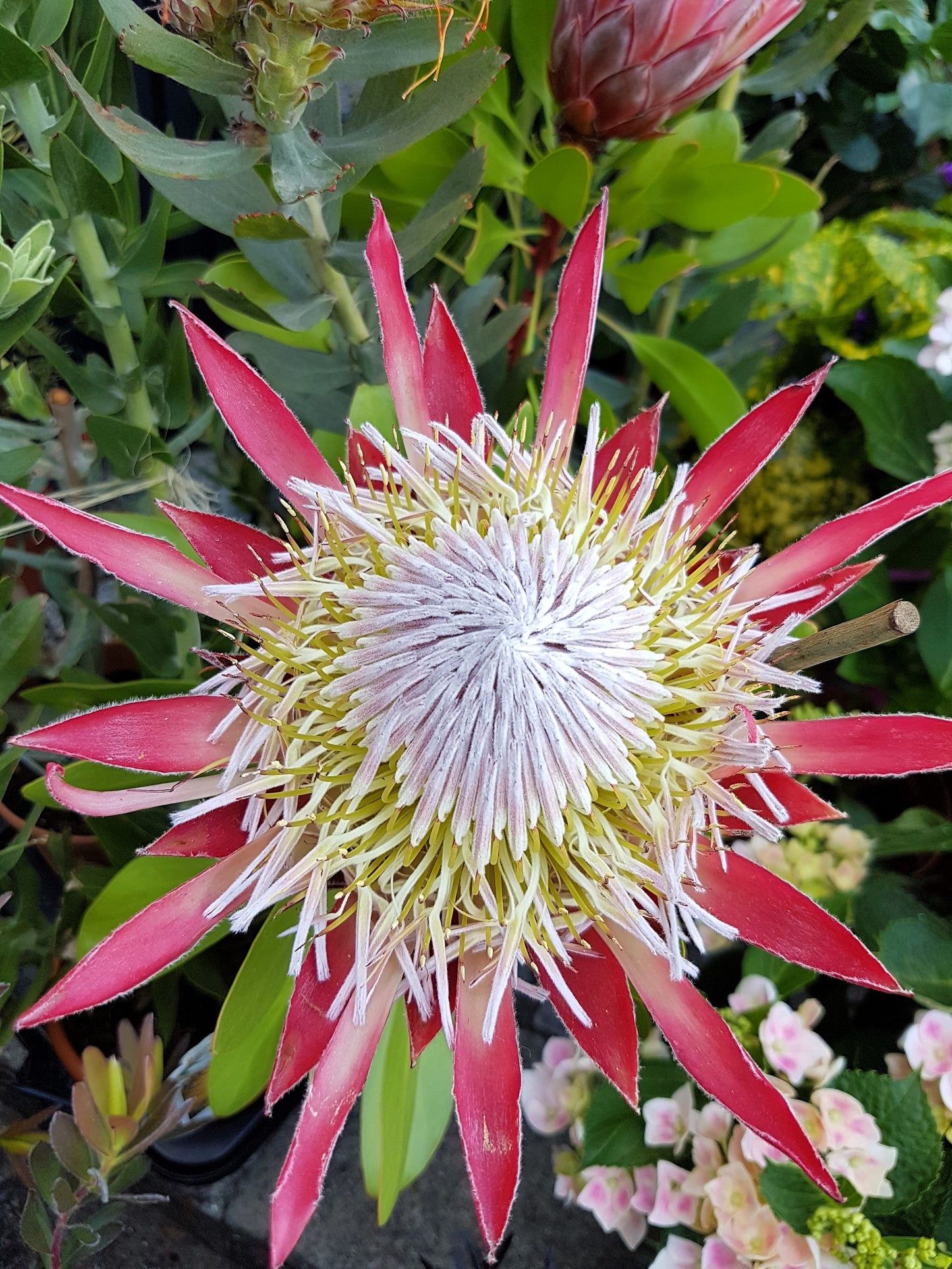 5 QUEEN PROTEA Magnifica Sugarbush Rare 8" Flower Seeds