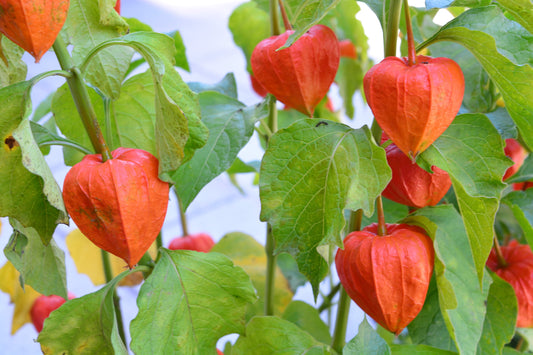 100 CHINESE LANTERN (Winter or Ground Cherry / Japanese Lantern) Physalis Alkekengi Flower Seeds