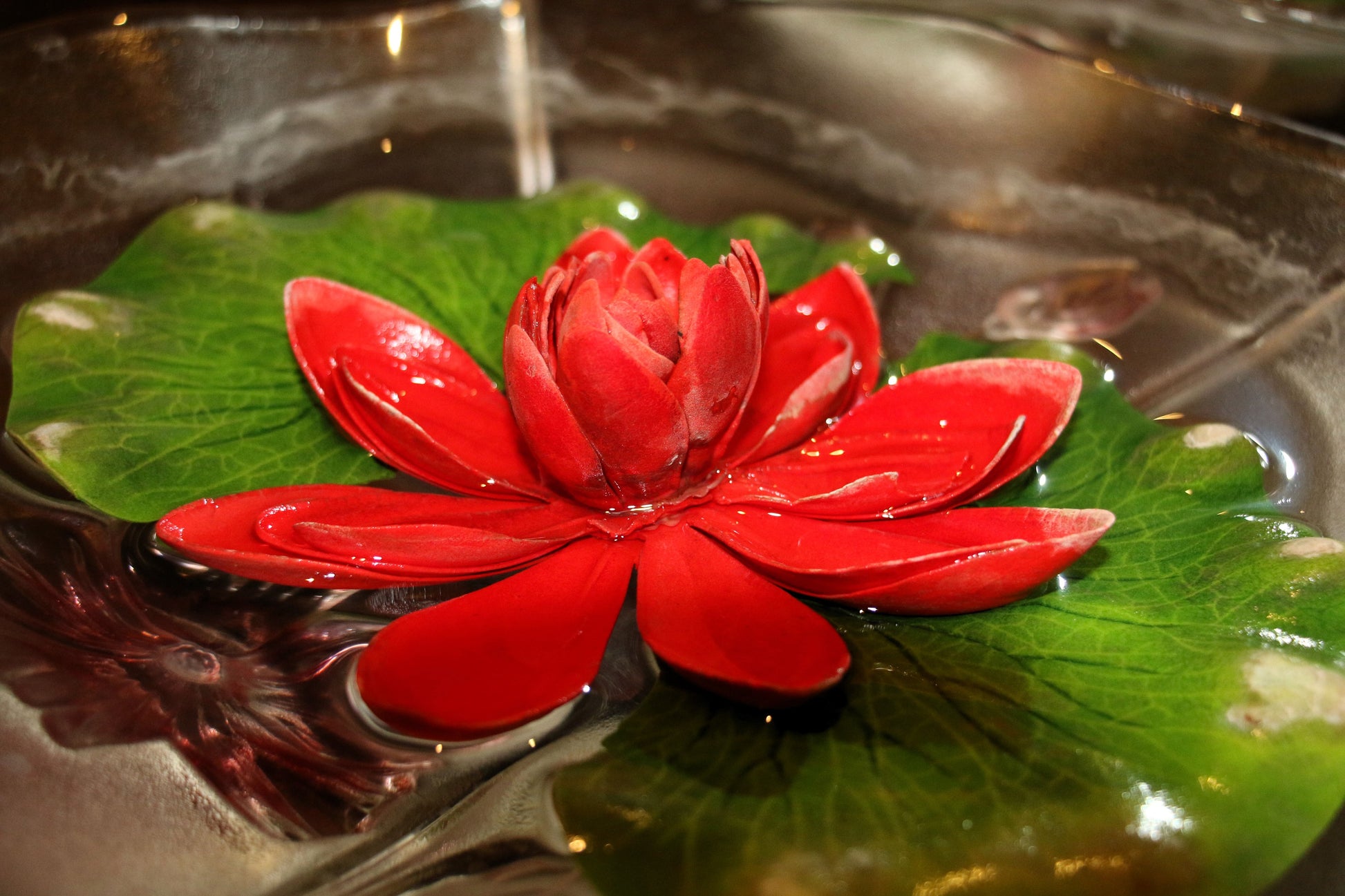 lotus flower seeds in water 5 BOWL LOTUS Mixed Colors Dwarf Nelumbo Nucifera Aquatic Flower Seeds – Seedville USA