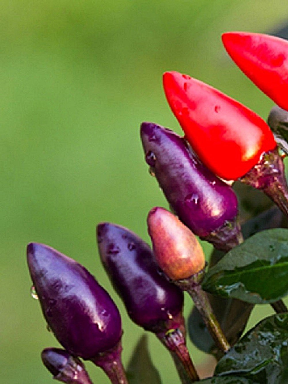 50 Variegated PURPLE TIGER PEPPER Trifetti Tricolor Capsicum Annuum Medium Hot Vegetable Seeds