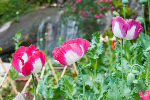 200 Organic AMPHORA POPPY Pink & White Papaver Somniferum Flower Seeds