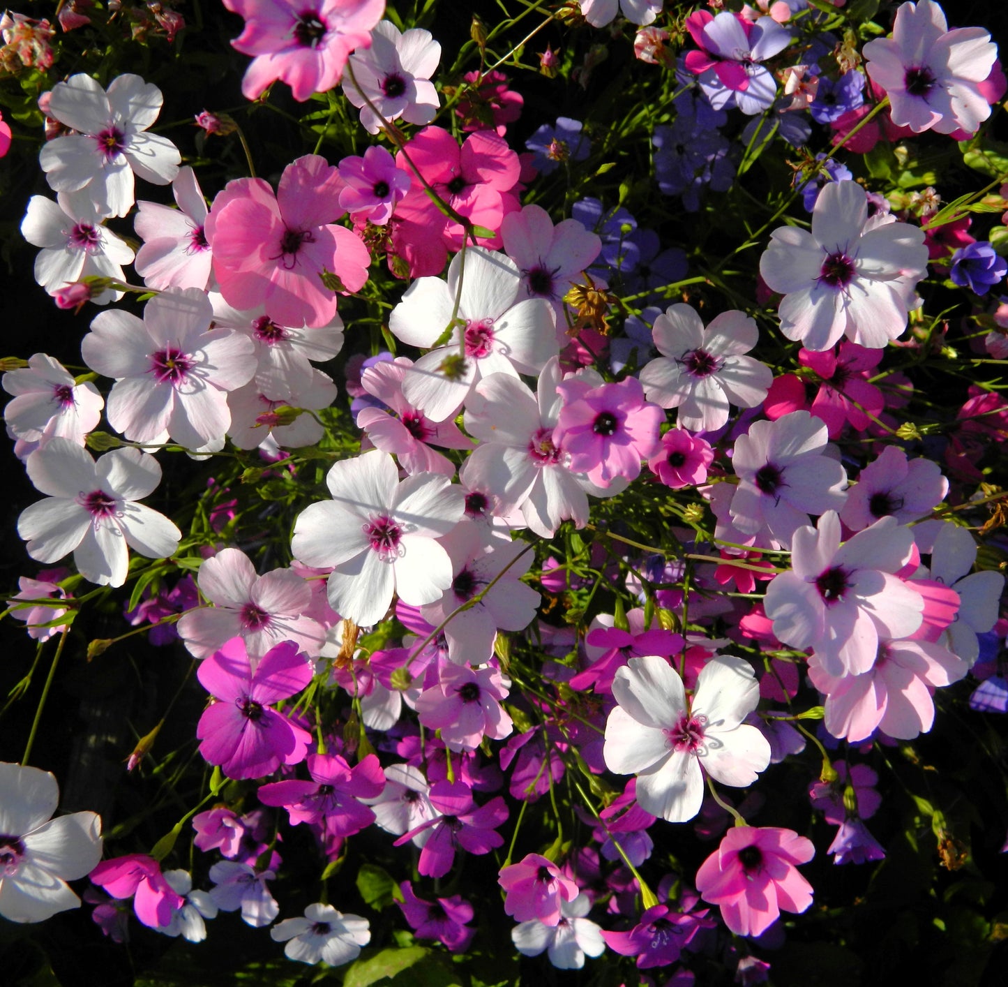 500 Oculata MIXED COLORS VISCARIA (Rose of Heaven / Rose Angel) Silene Coeli-Rosa Flower Seeds