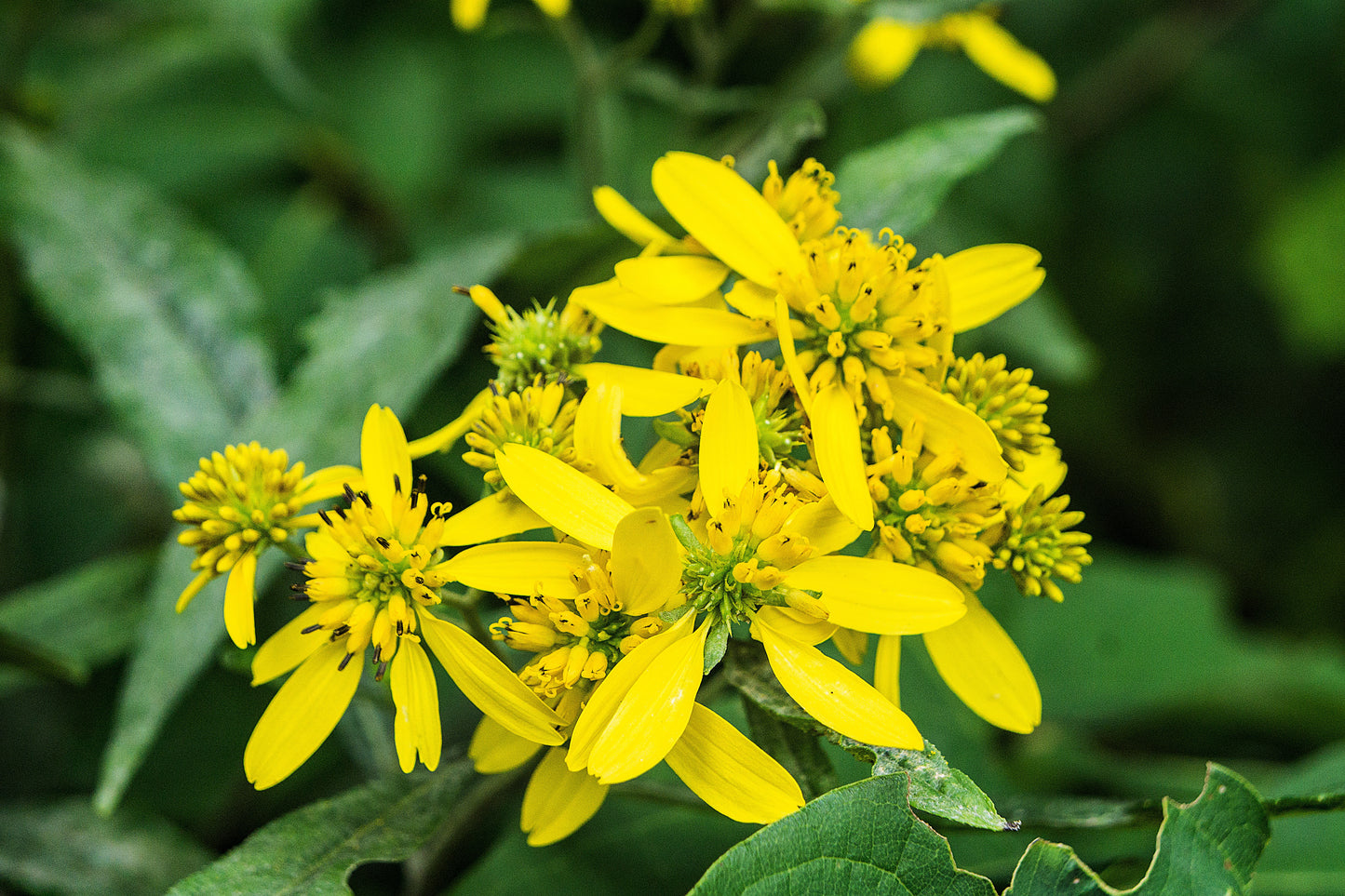 250 Wingstem / YELLOW IRONWEED Verbesina Alternifolia Flower Seeds