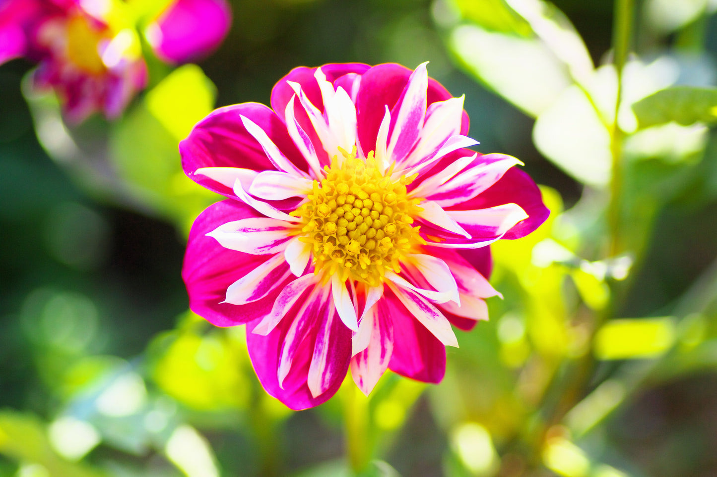 50 MIXED COLLARETTE DAHLIA Variabilis Two Tone Mix of Red Pink Purple White Yellow Maroon Peach Flower Seeds