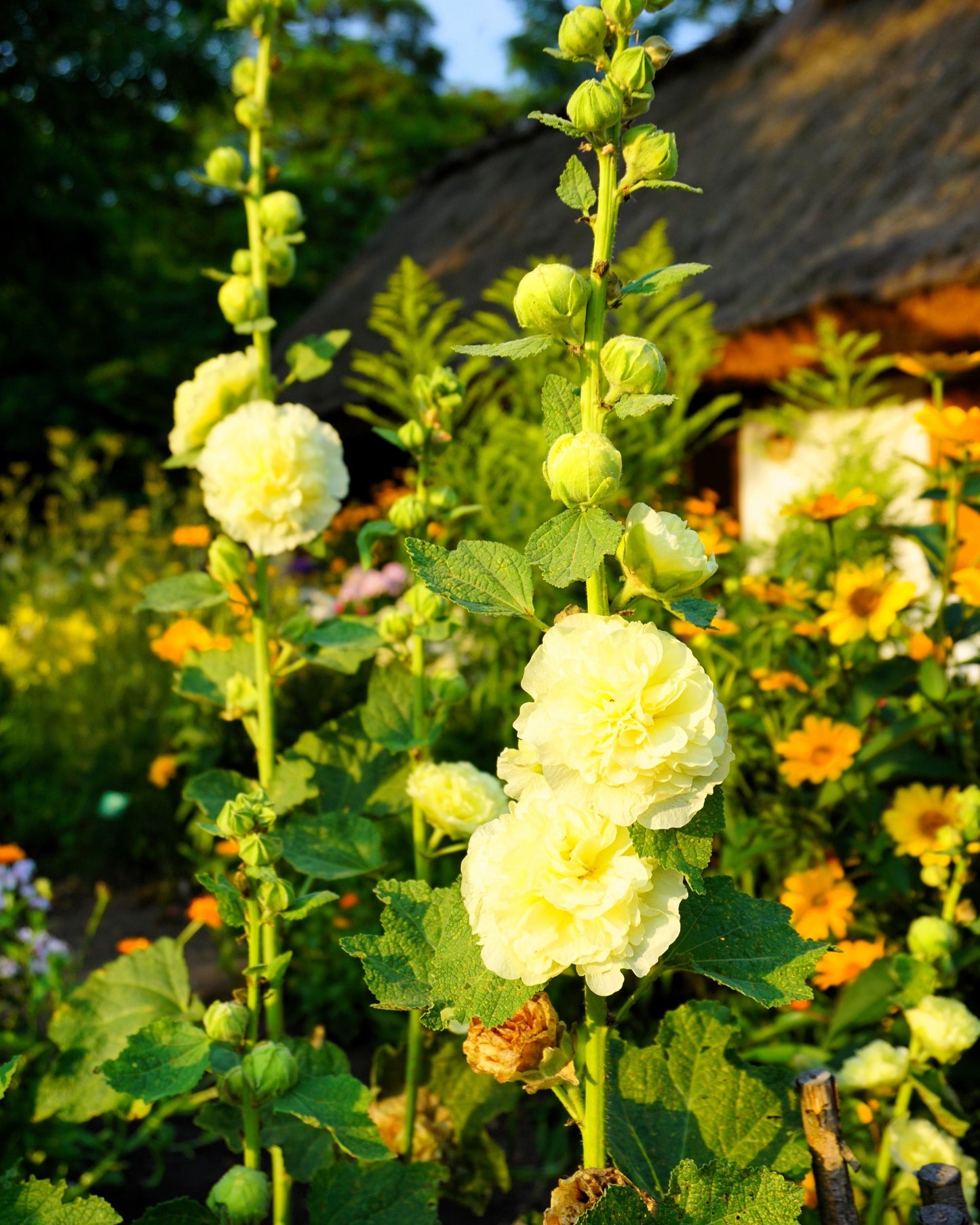 50 Dwarf Double HOLLYHOCK MAJORETTE MIX Alcea Rosea Red Pink White Maroon Yellow Mixed Color Flower Seeds