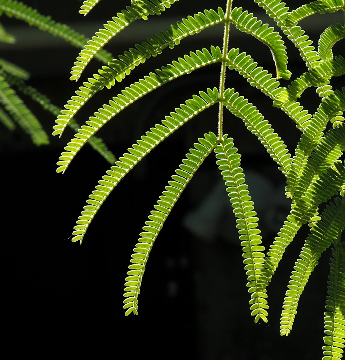 20 FEATHER TREE Fern of the Desert Feather Bush Lysiloma Thornberi Watsonii White Flower Shrub Seeds