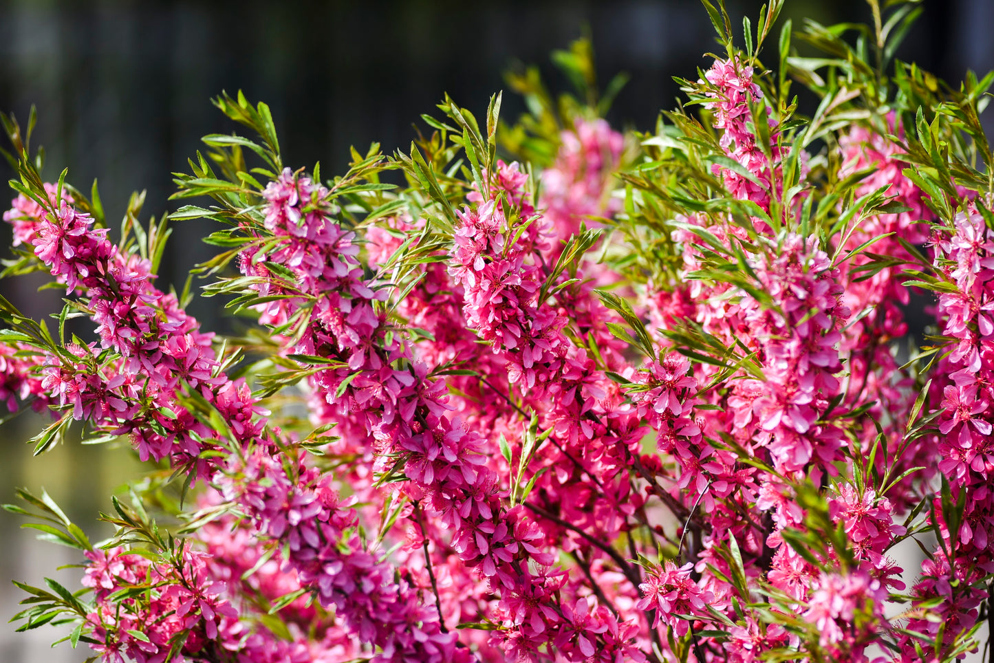 5 DWARF RUSSIAN ALMOND Prunus Tenella Rose Red Pink Fragrant Flower Shrub Seeds