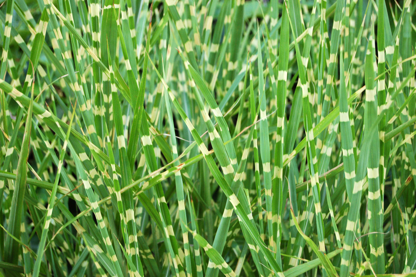 10 ZEBRA GRASS Variegated Maiden Grass Miscanthus Sinensis Zebrinus aka Chinese or Japanese Silver Grass / Plume Grass / Eulalia Seeds