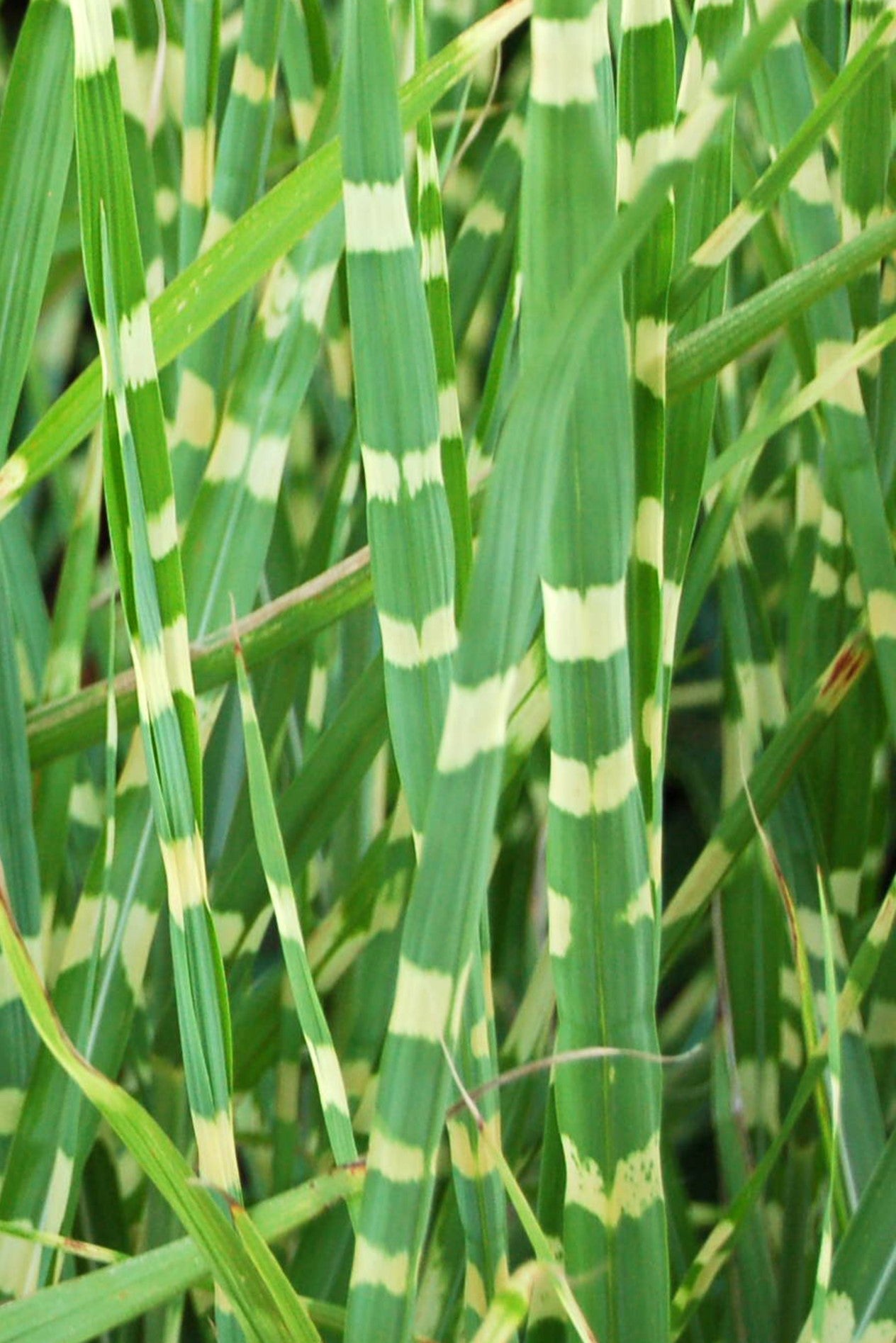 10 ZEBRA GRASS Variegated Maiden Grass Miscanthus Sinensis Zebrinus aka Chinese or Japanese Silver Grass / Plume Grass / Eulalia Seeds