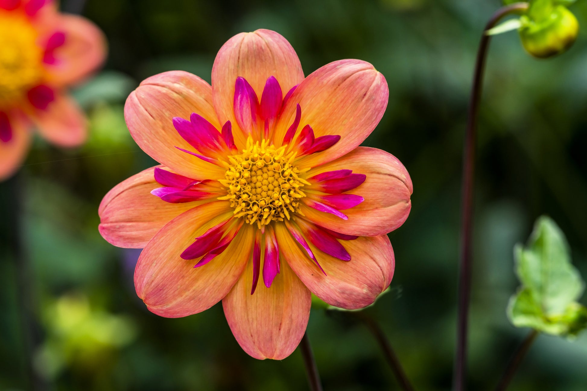 collarette dahlia seeds 50 MIXED COLLARETTE DAHLIA Variabilis Two Tone Mix of Red Pink Purple White Yellow Maroon Peach Flower Seeds