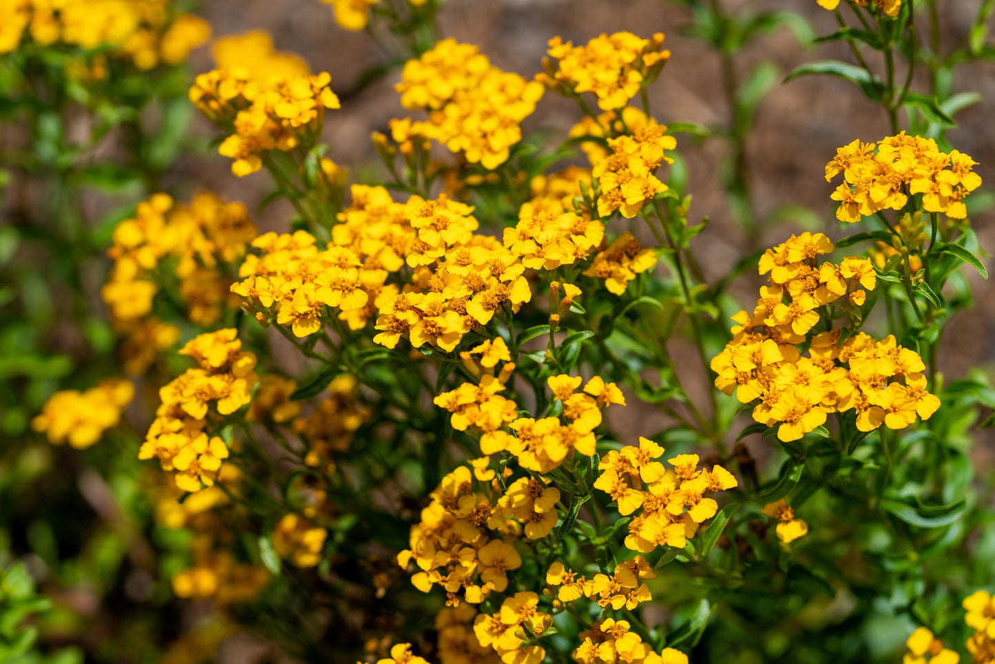 300 MEXICAN Mint MARIGOLD Spanish Tarragon Tagetes Lucida Flower Herb Seeds