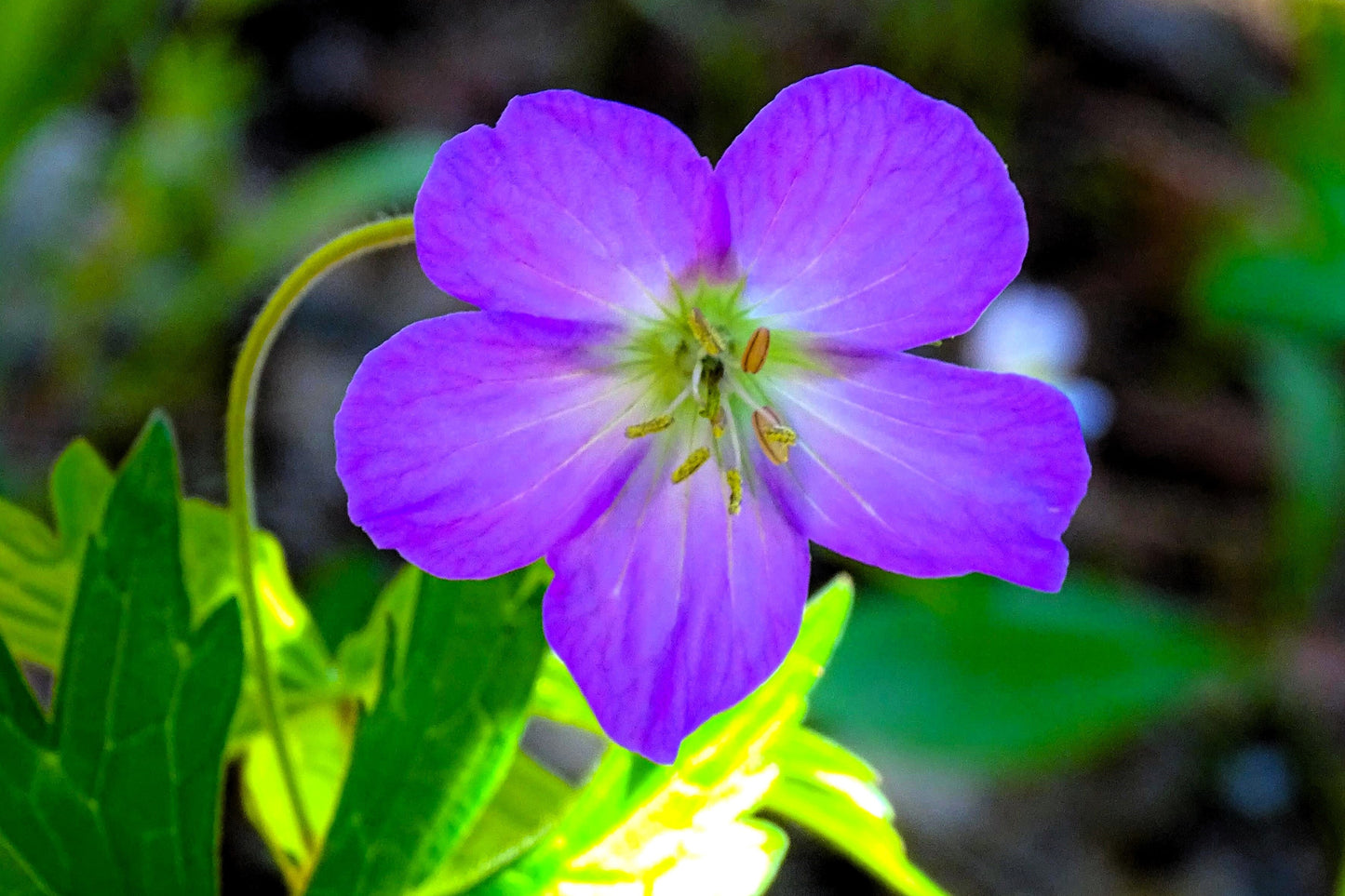 10 OREGON GERANIUM Oreganum Cranesbill Purple Native Flower Herb Seeds