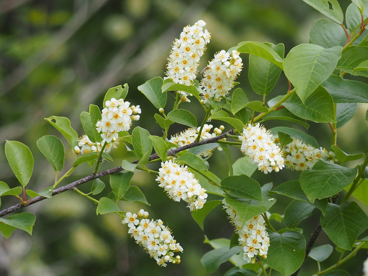 10 Black CHOKECHERRY Prunus Virginiana Native Fruit Shrub Tree Seeds