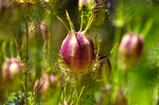 50 RED POD NIGELLA Damascena Love In A Mist aka Black Pod White Flower Seeds