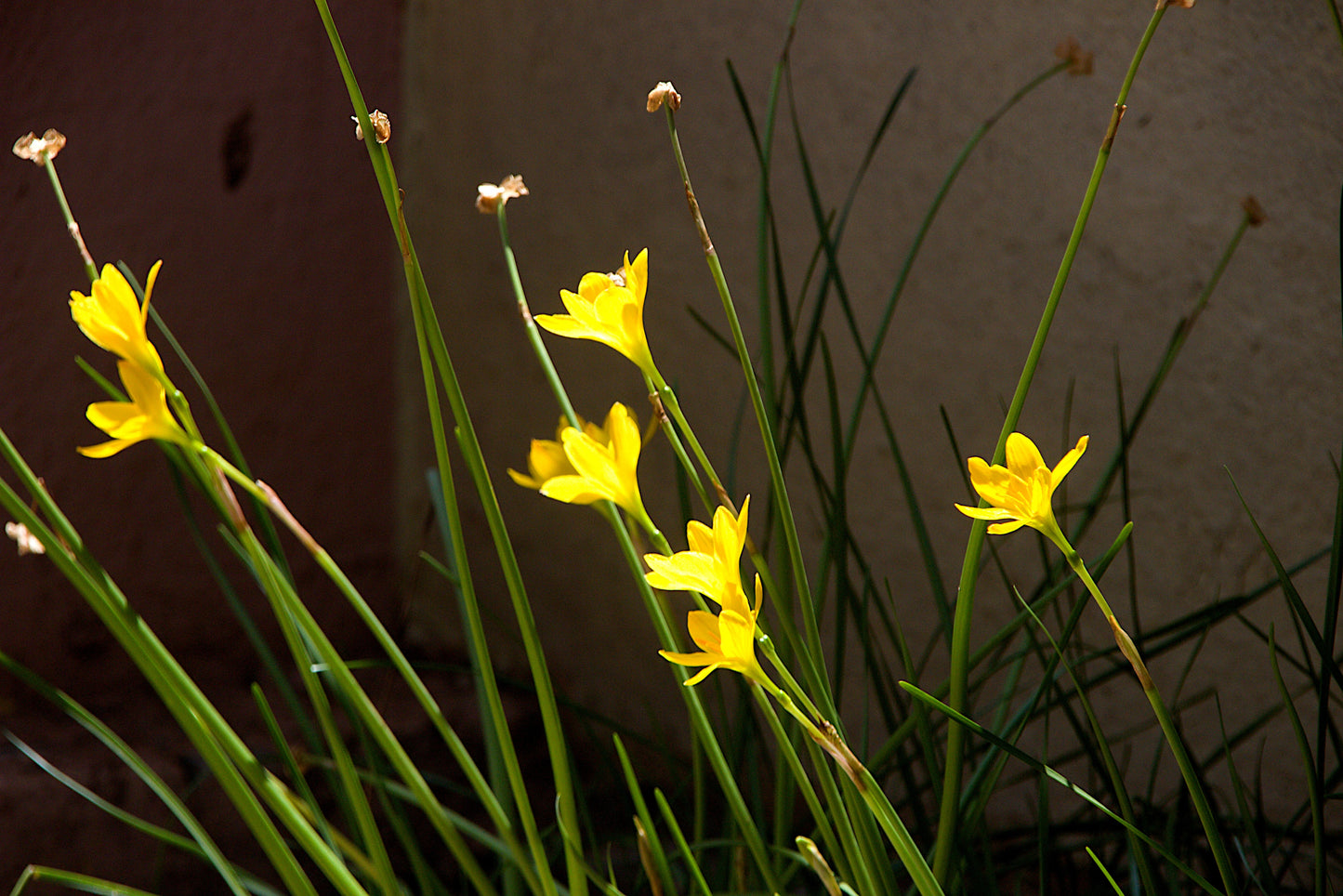 10 YELLOW EYED GRASS Ornamental Sisyrinchium Californicum Flower Seeds