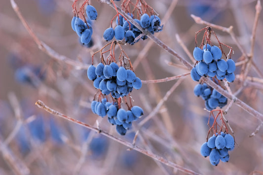 20 NANNYBERRY SWEET VIBURNUM Lentago Shrub Tree Blue Black Berry Fruit White Flower Seeds