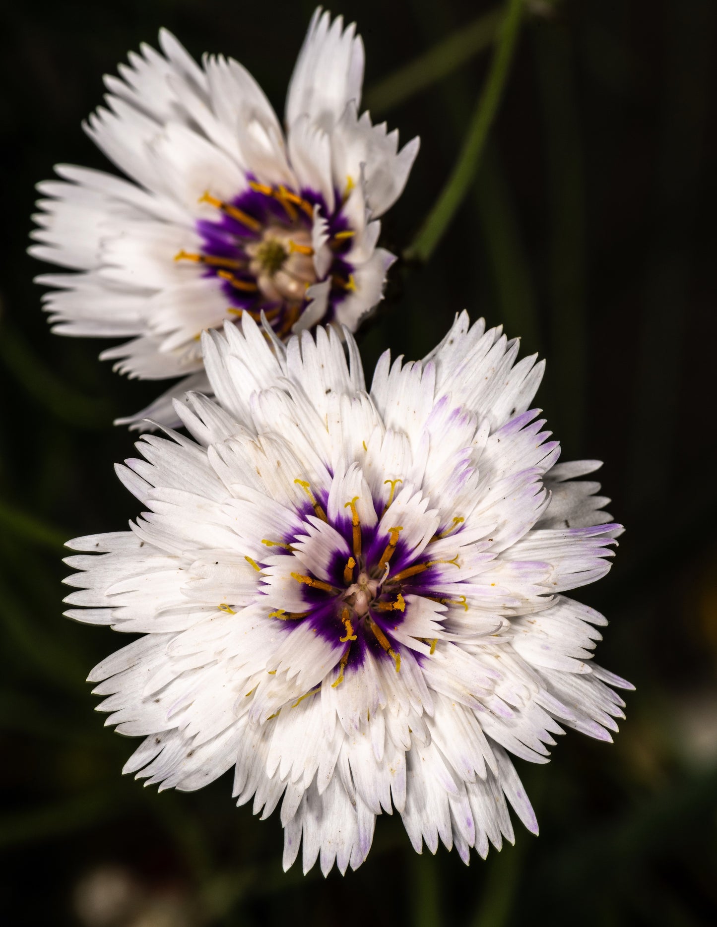 25 WHITE CUPID'S DART Love Plant Catananche Caerulea Flower Seeds