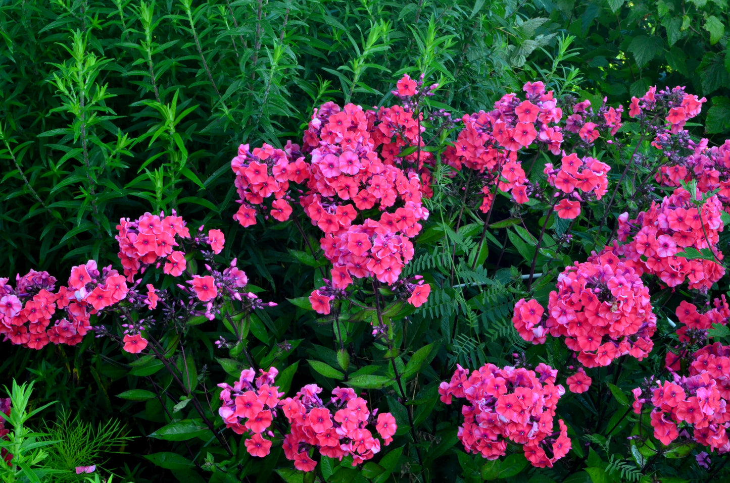 100 BRILLIANT PHLOX Drummondii Two Tone Pink Flower Seeds