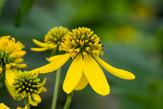 250 Wingstem / YELLOW IRONWEED Verbesina Alternifolia Flower Seeds