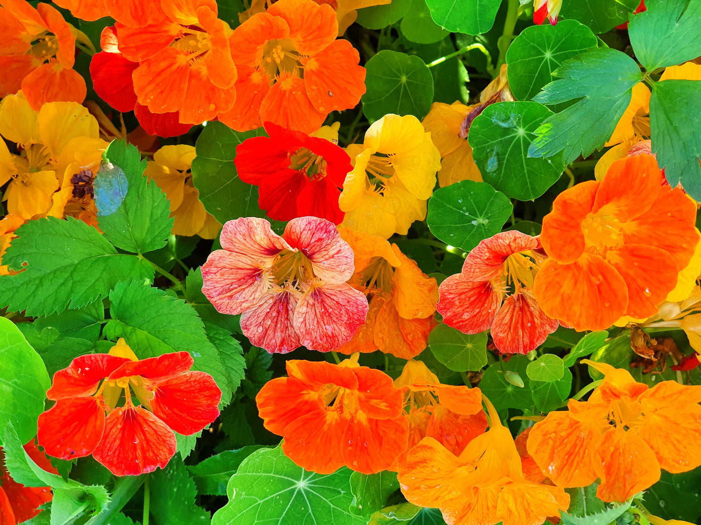 50 Mixed Colors DWARF JEWEL NASTURTIUM Tropaeolum Minus Flower Seeds