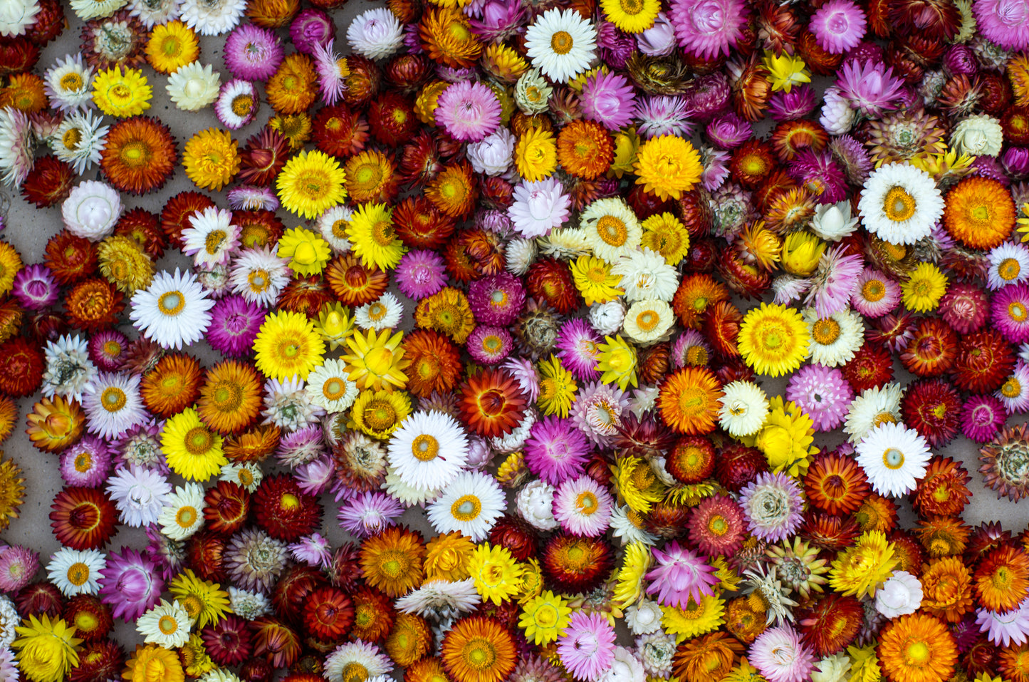 100 TALL Double MIXED Colors STRAWFLOWER Xerochrysum Bracteatum Helichrysum Monstrosum Flower Seeds