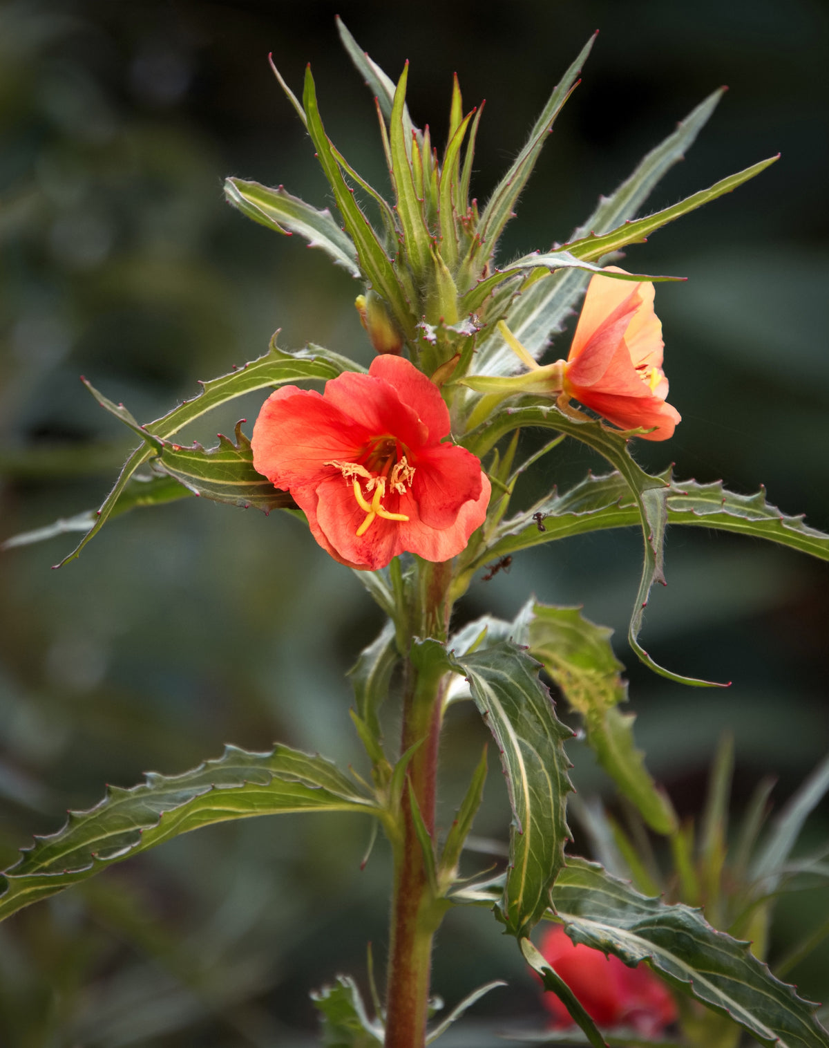 10 SUNSET BOULEVARD PRIMROSE Orange Evening Oenothera Versicolor Sundr ...