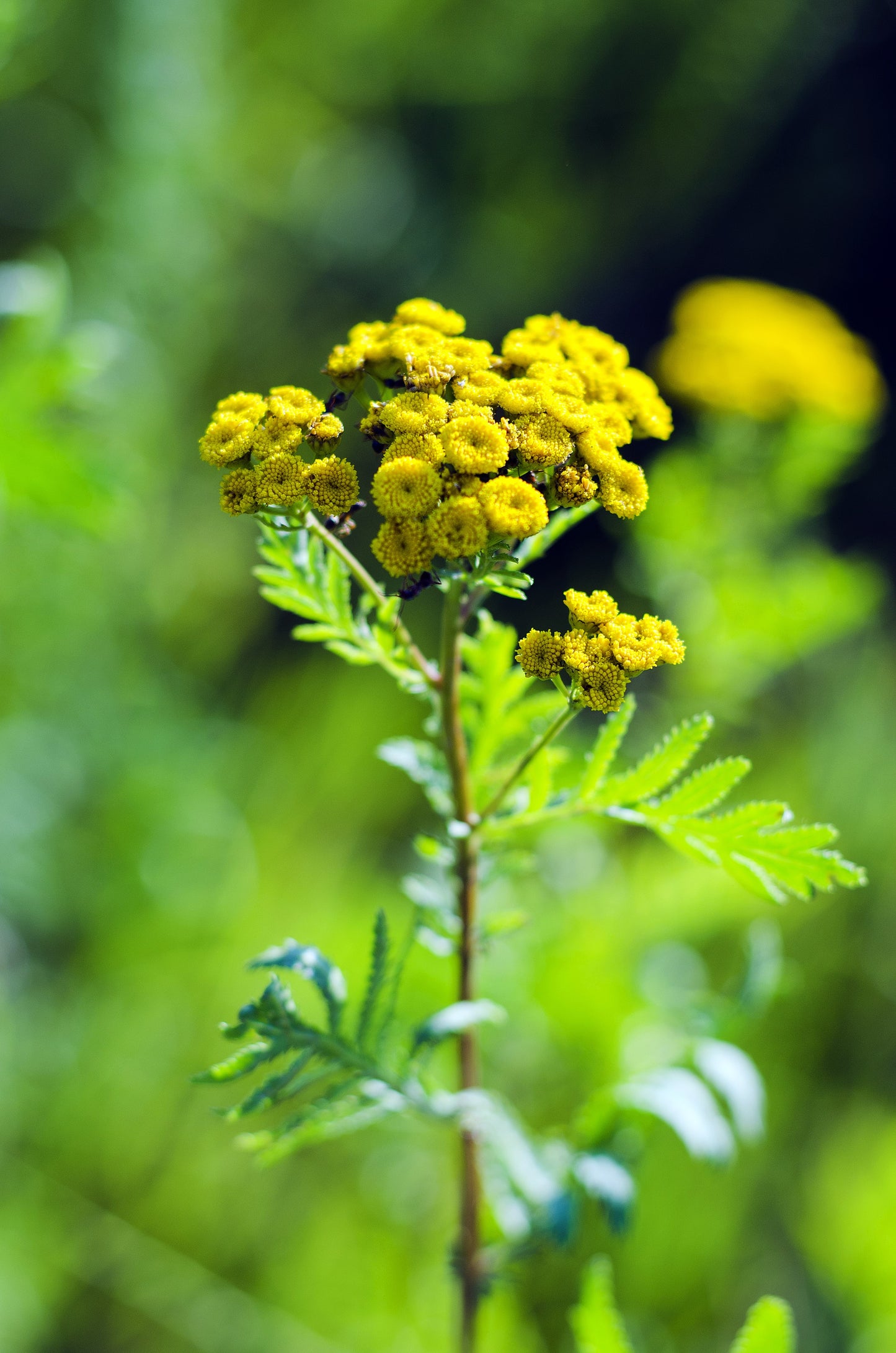 250 Yellow GOLDEN AGERATUM Lonas Inodora Flower Seeds