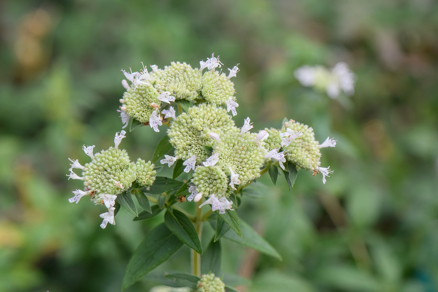 400 HAIRY MOUNTAIN MINT Pycnanthemum Pilosum Herb Flower Seeds